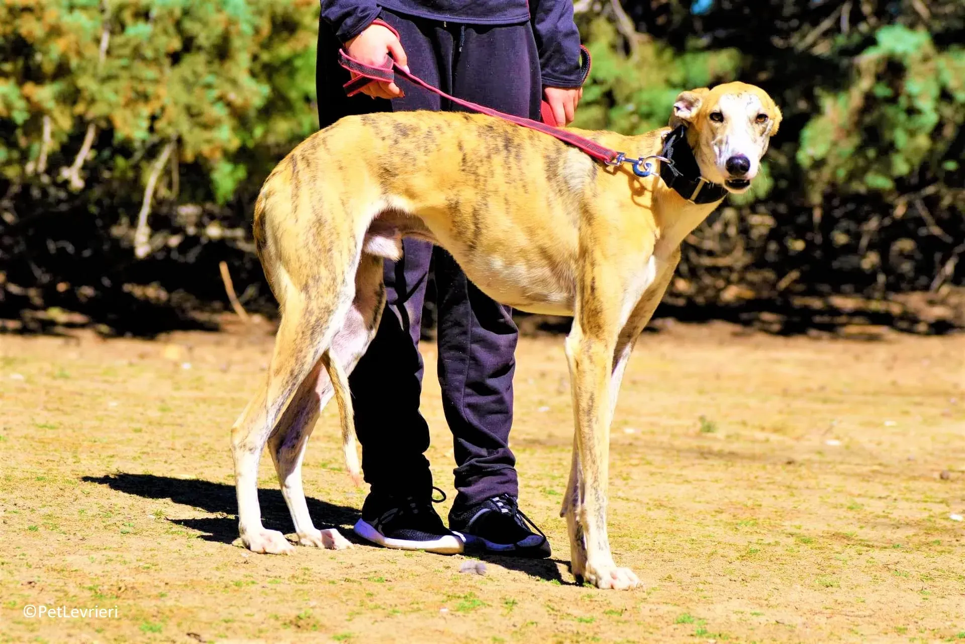 Atreju adozione levrieri galgo 03