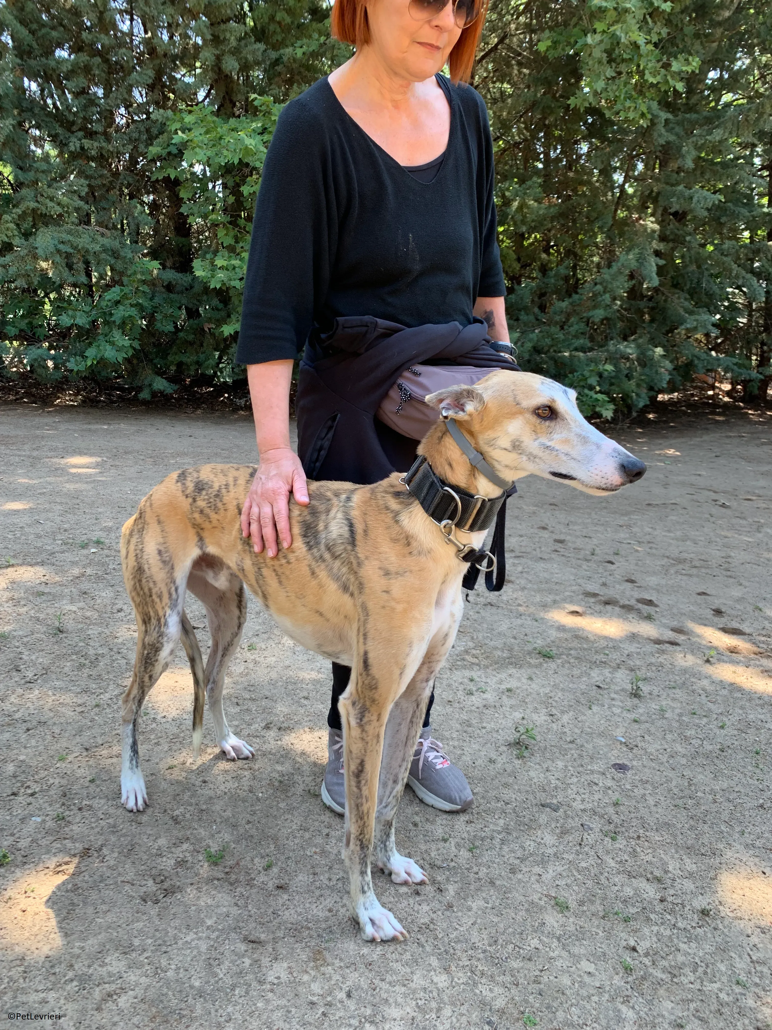 Atreyu adozione levrieri galgo 10