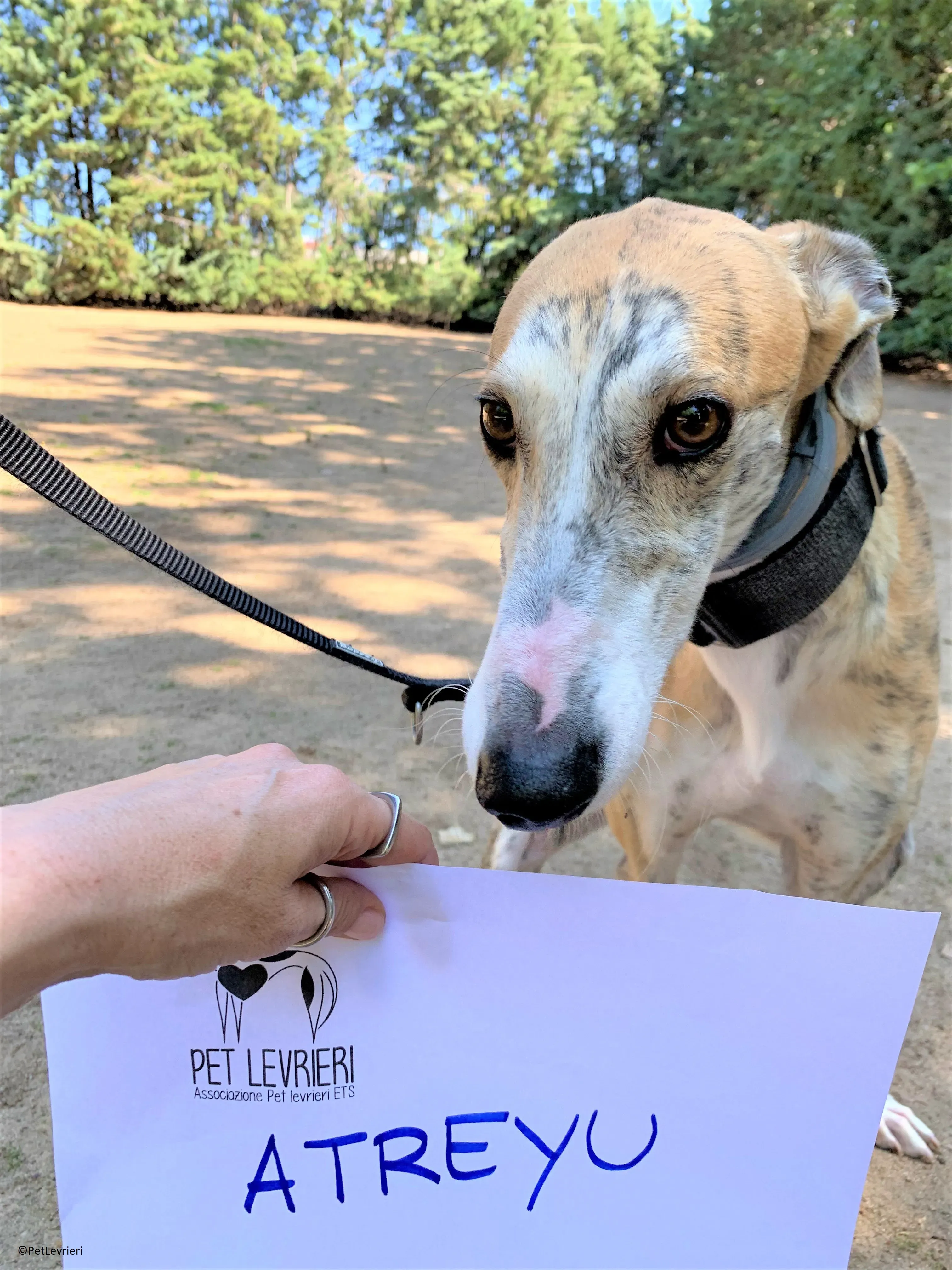 Atreyu adozione levrieri galgo 11 2