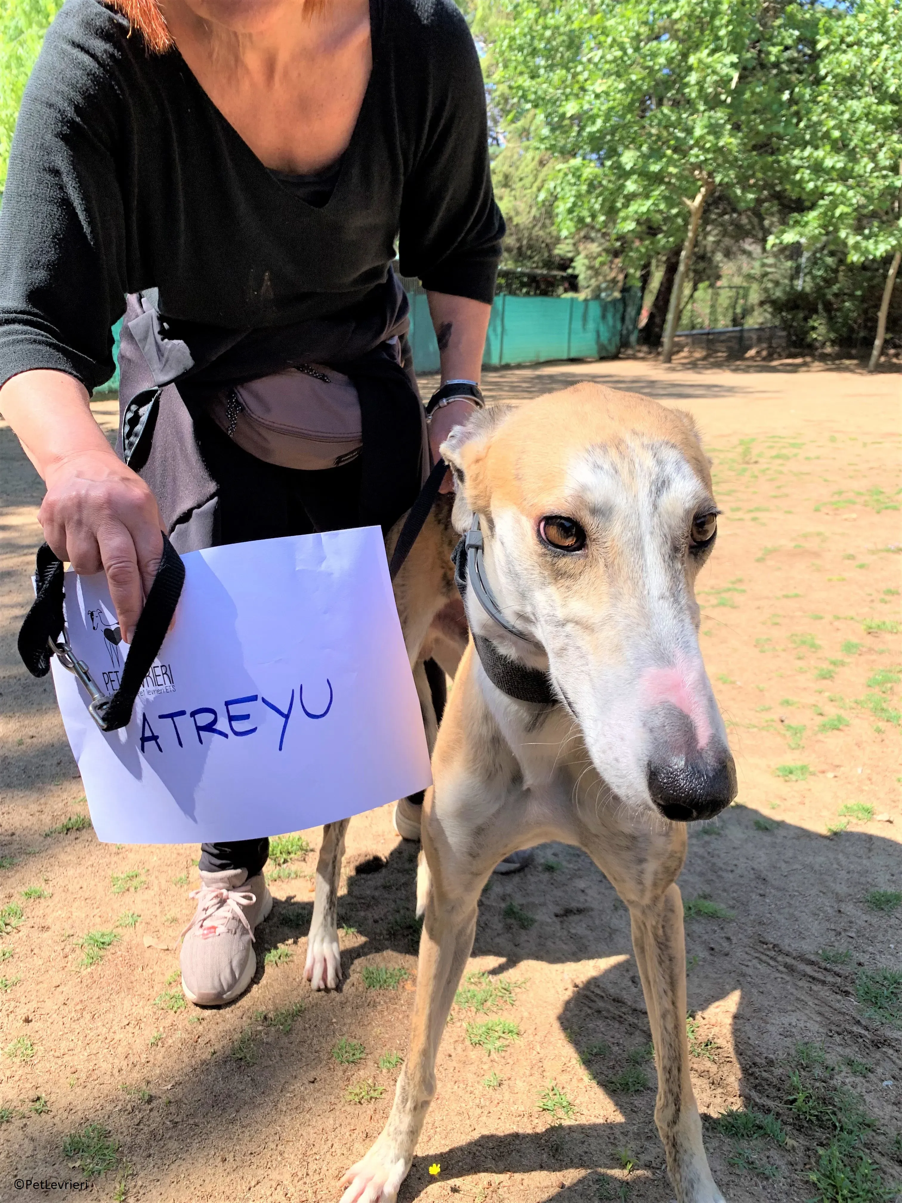 Atreyu adozione levrieri galgo 12 2