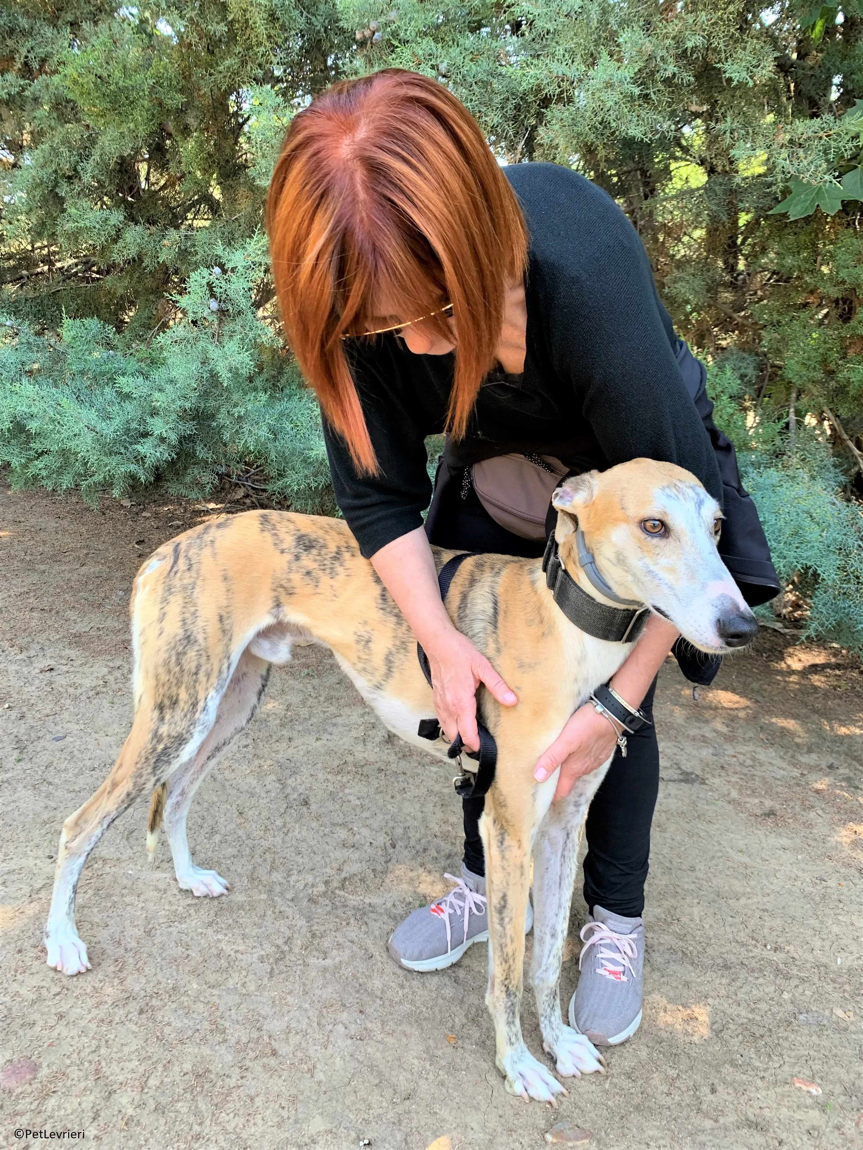 Atreyu adozione levrieri galgo 13 2