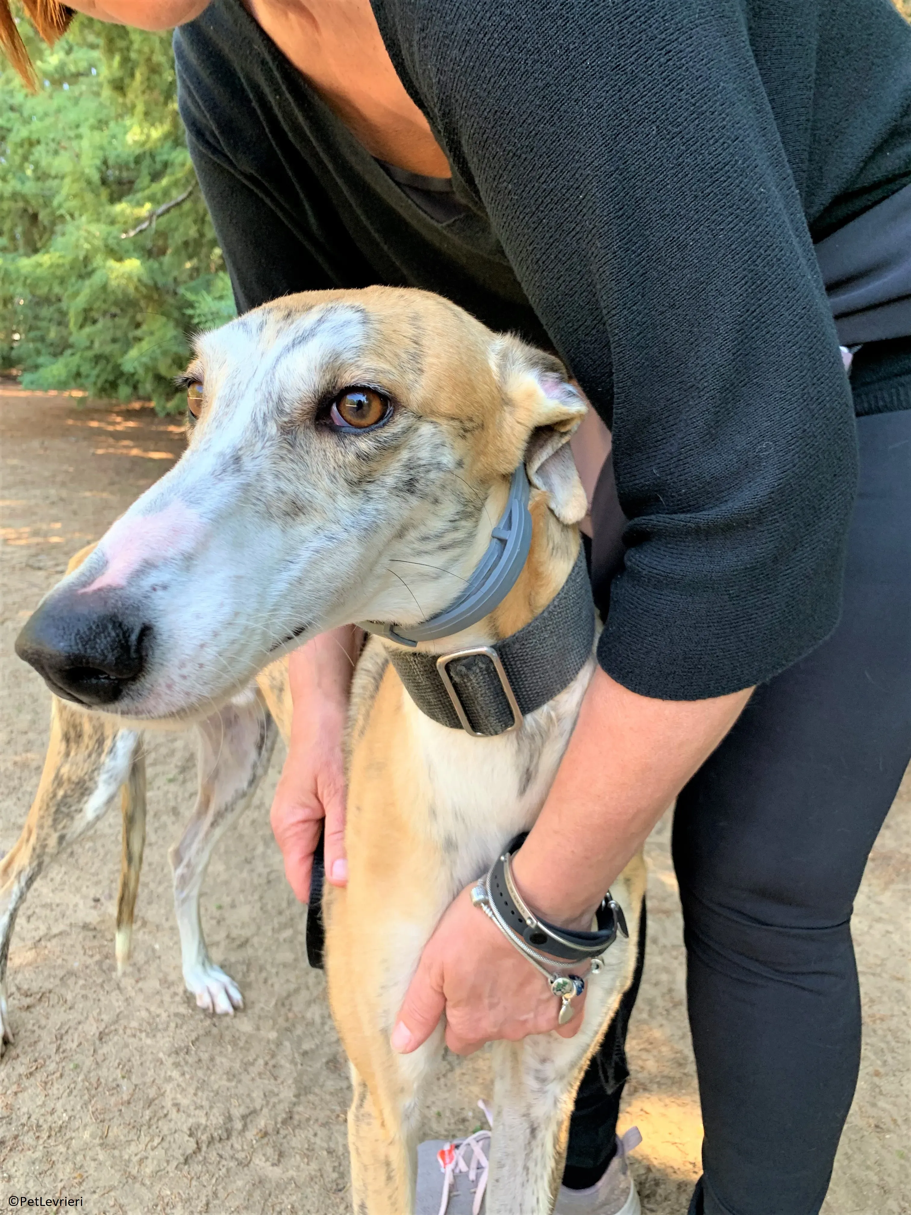 Atreyu adozione levrieri galgo 14 2