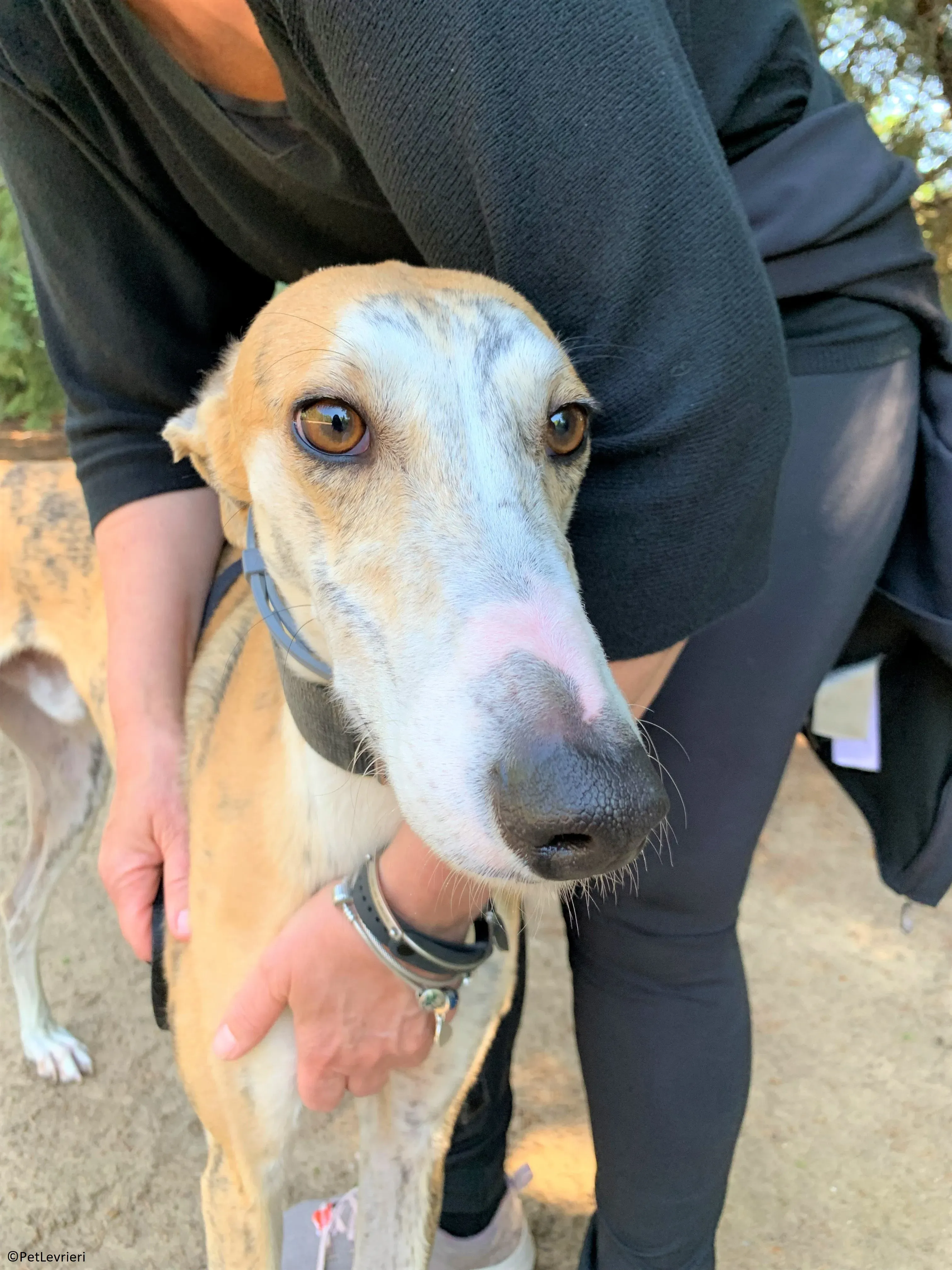 Atreyu adozione levrieri galgo 15 2