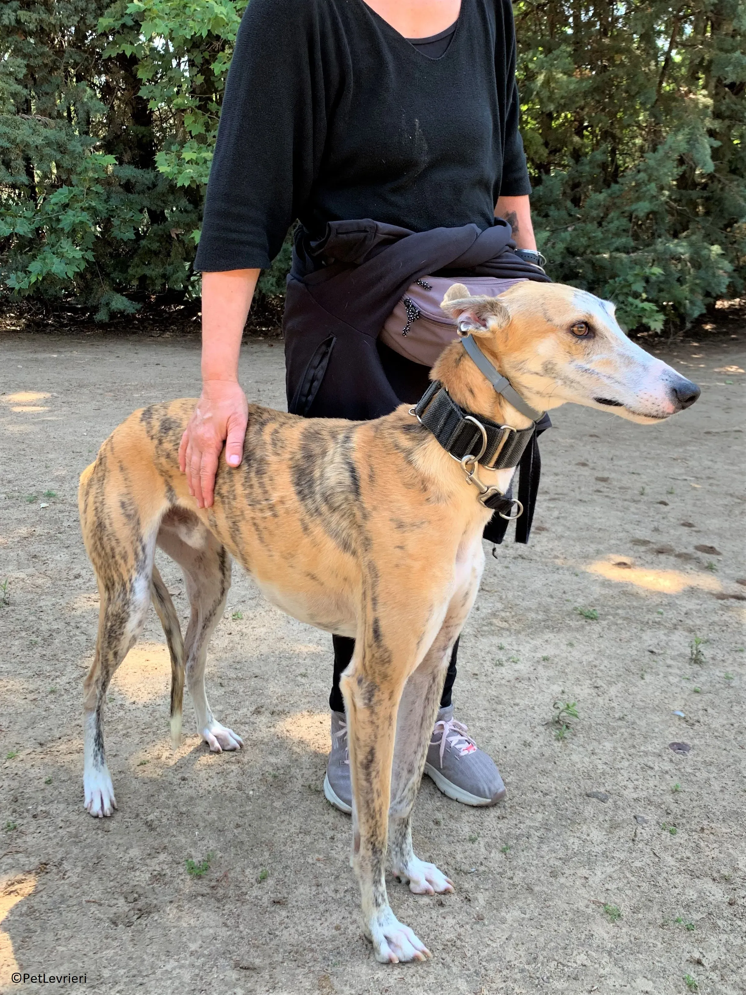 Atreyu adozione levrieri galgo 16 2