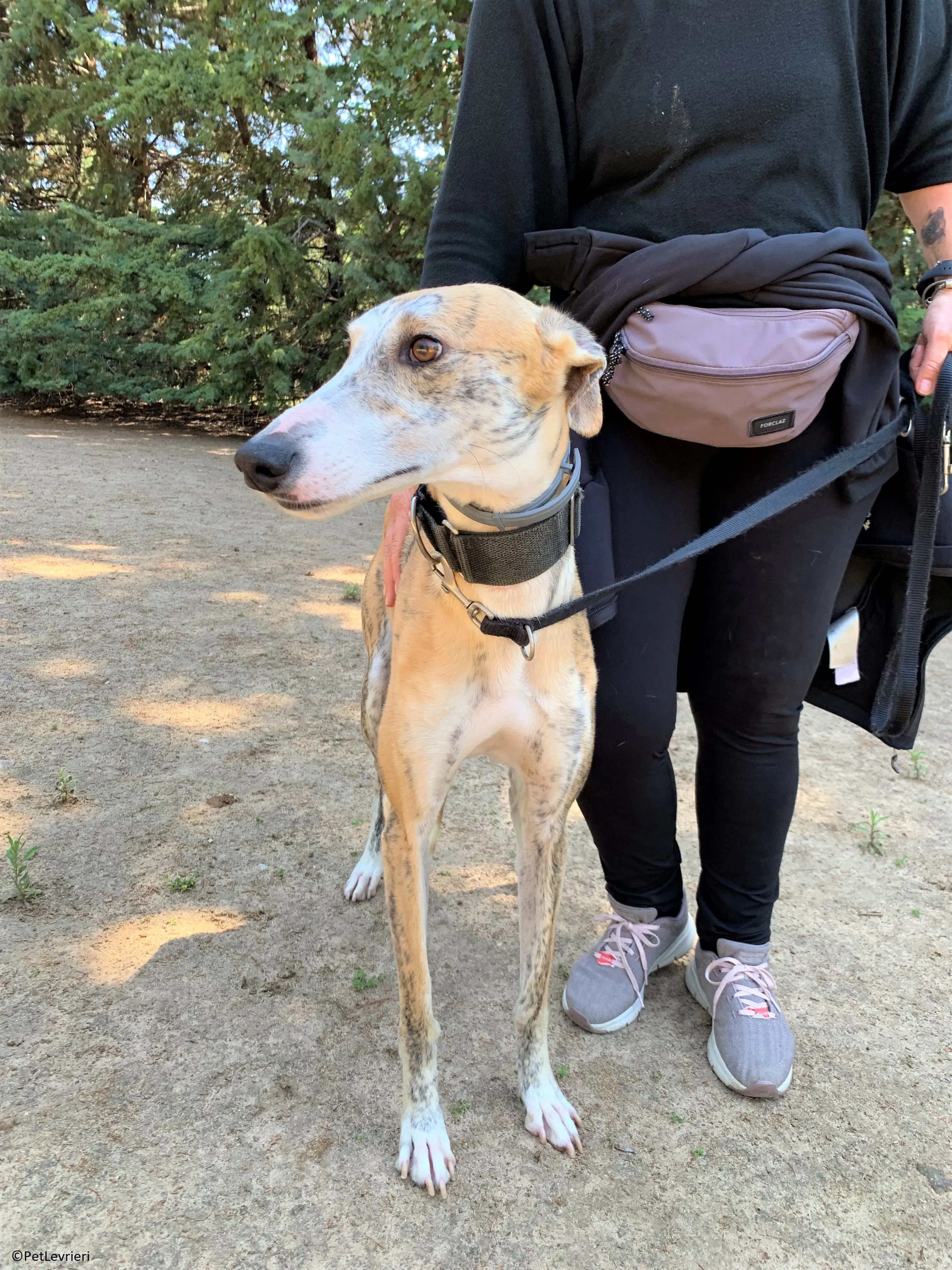 Atreyu adozione levrieri galgo 18 2