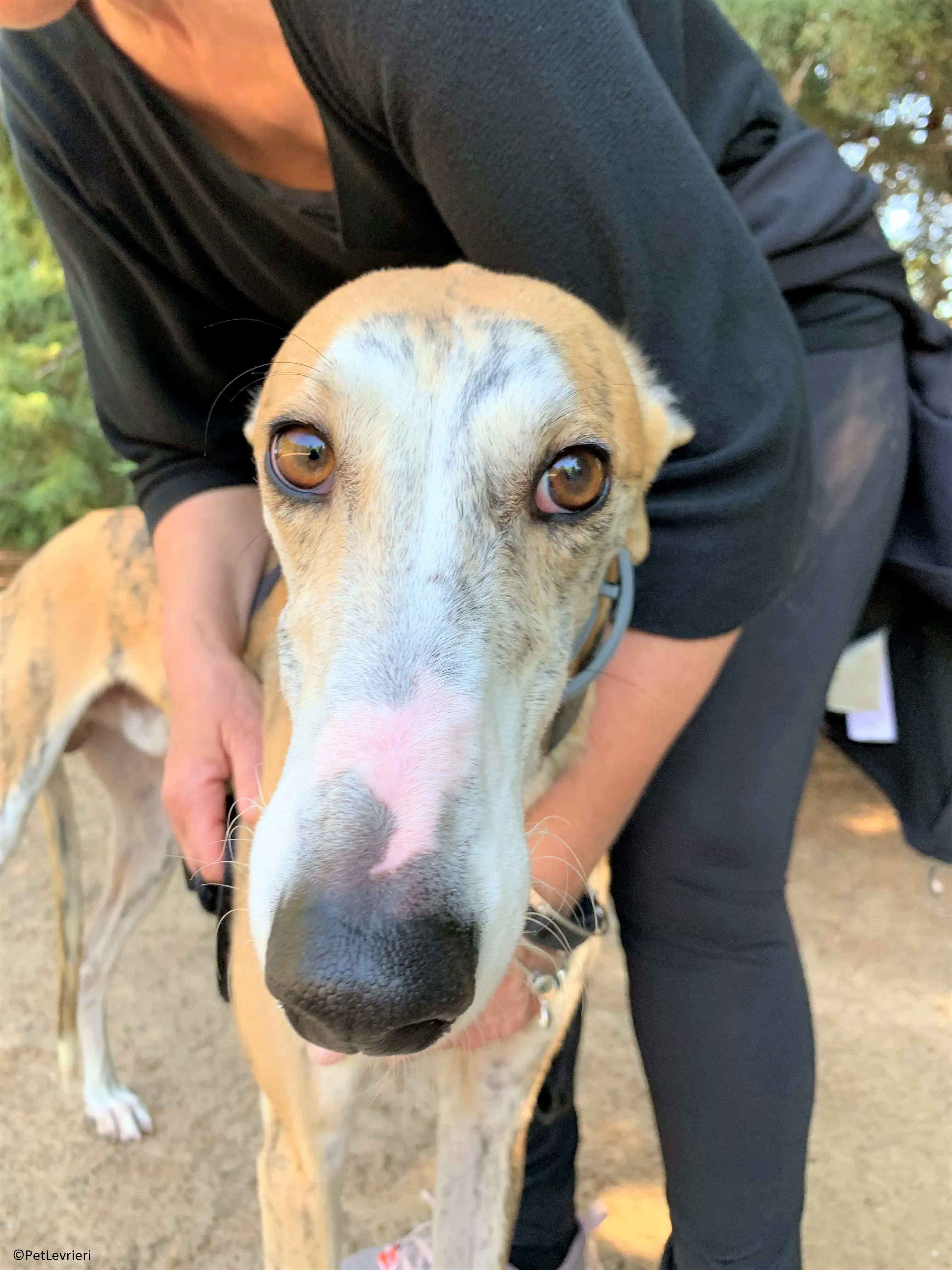 Atreyu adozione levrieri galgo 19 2