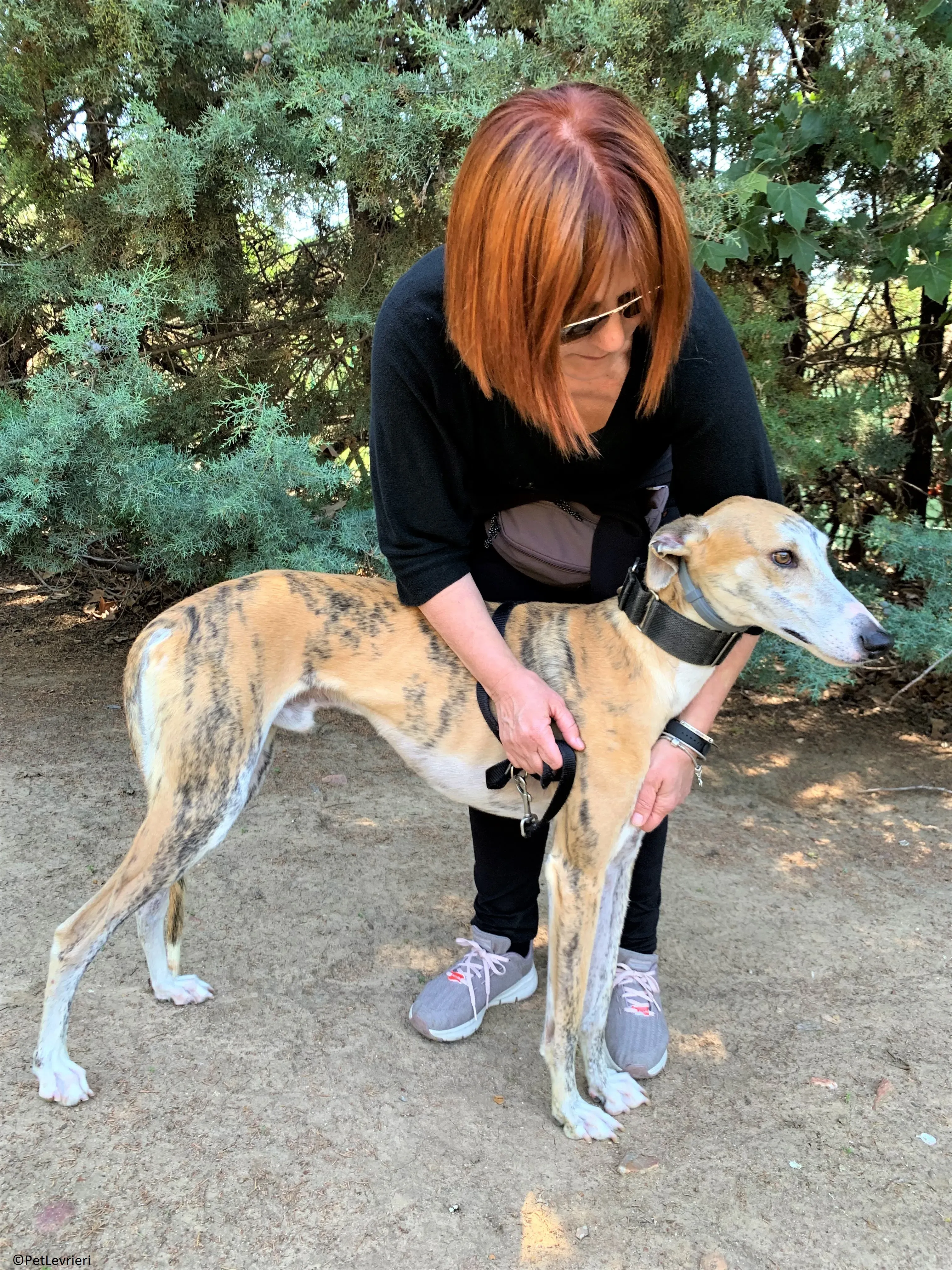 Atreyu adozione levrieri galgo 20 2