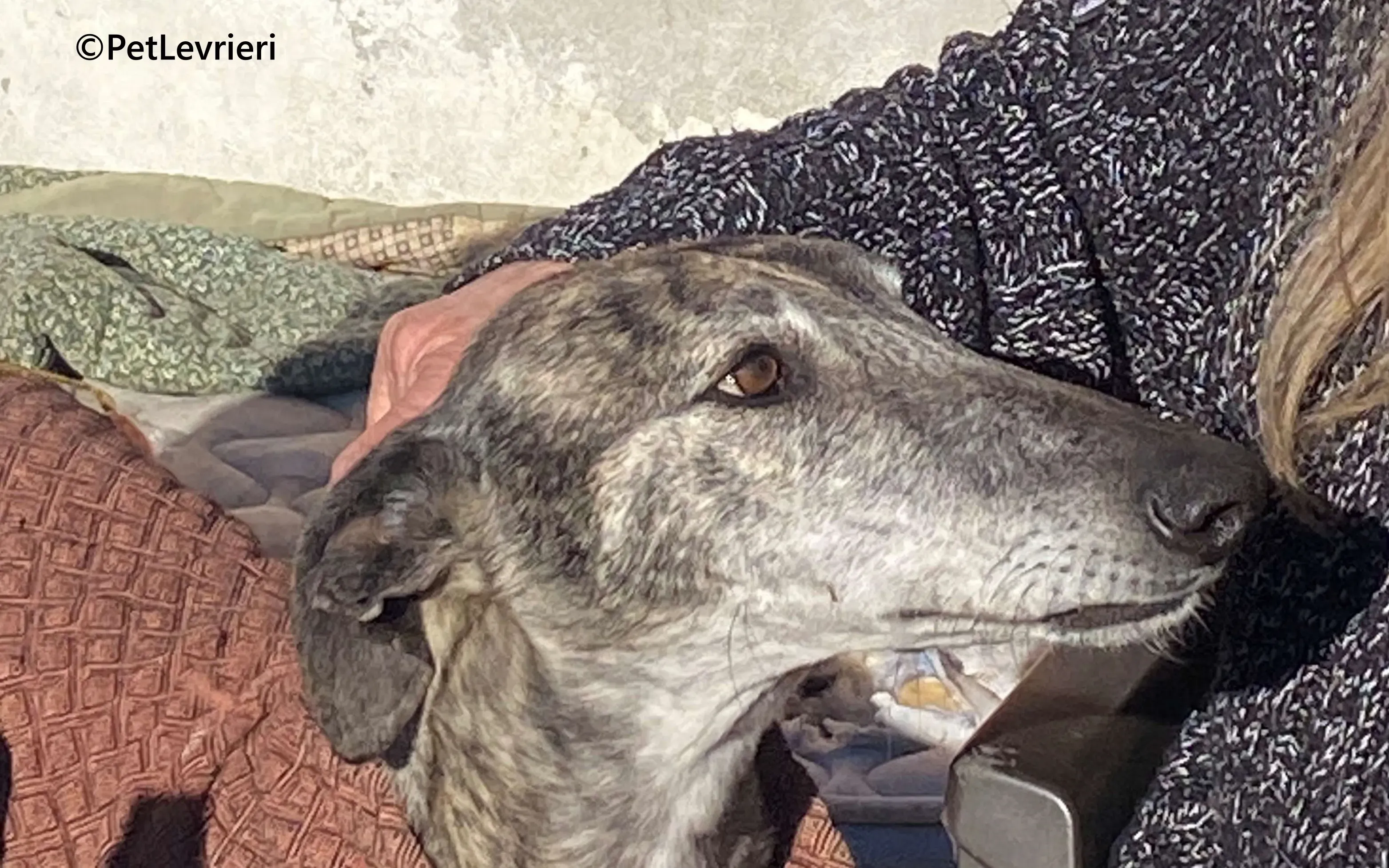 Atticus galgo adozione pet levrieri onlus 0