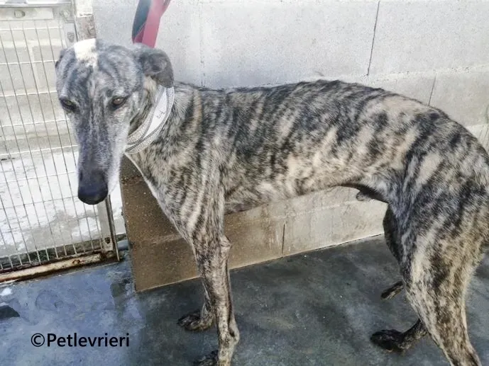 Atticus galgo adozione pet levrieri onlus 1
