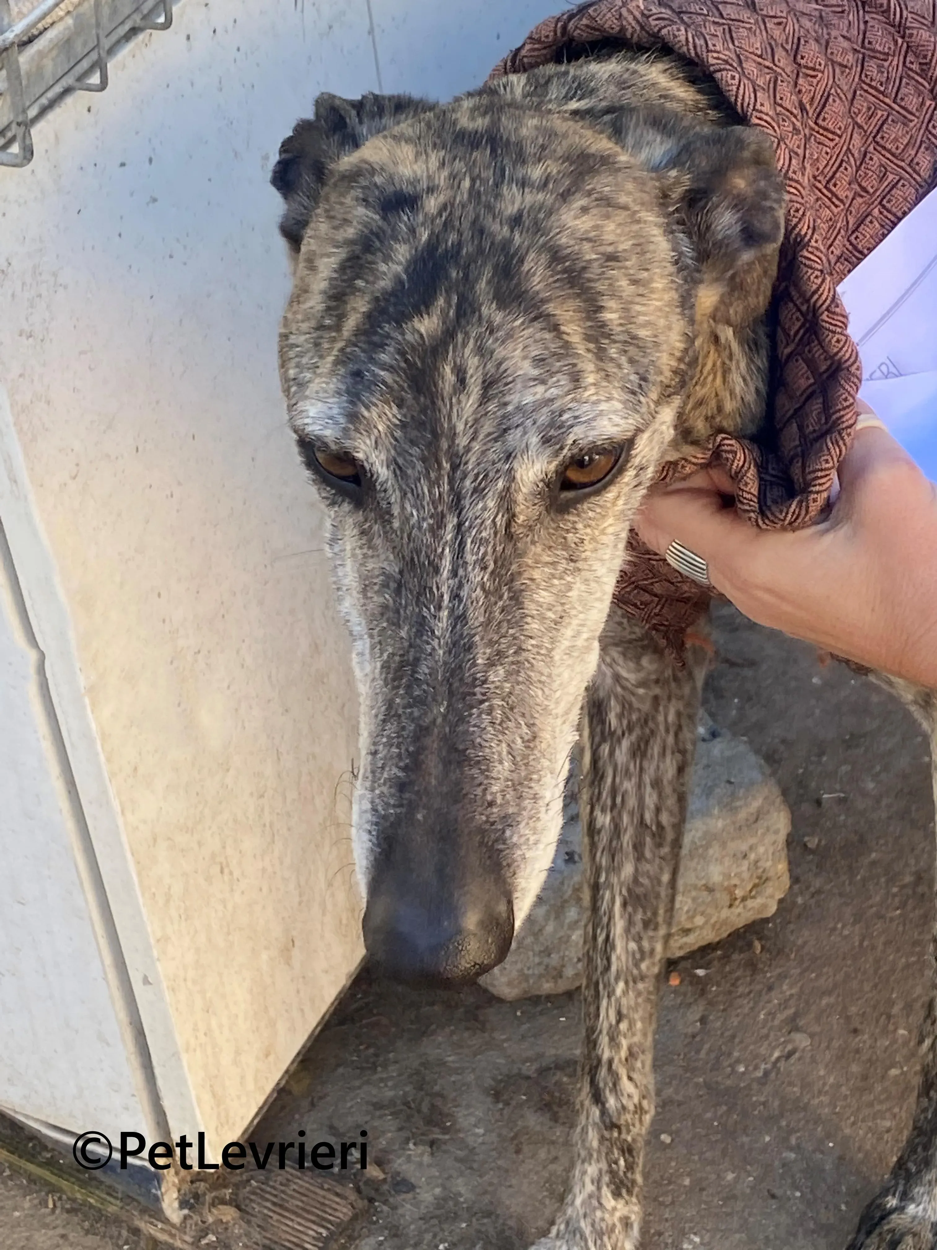 Atticus galgo adozione pet levrieri onlus 10