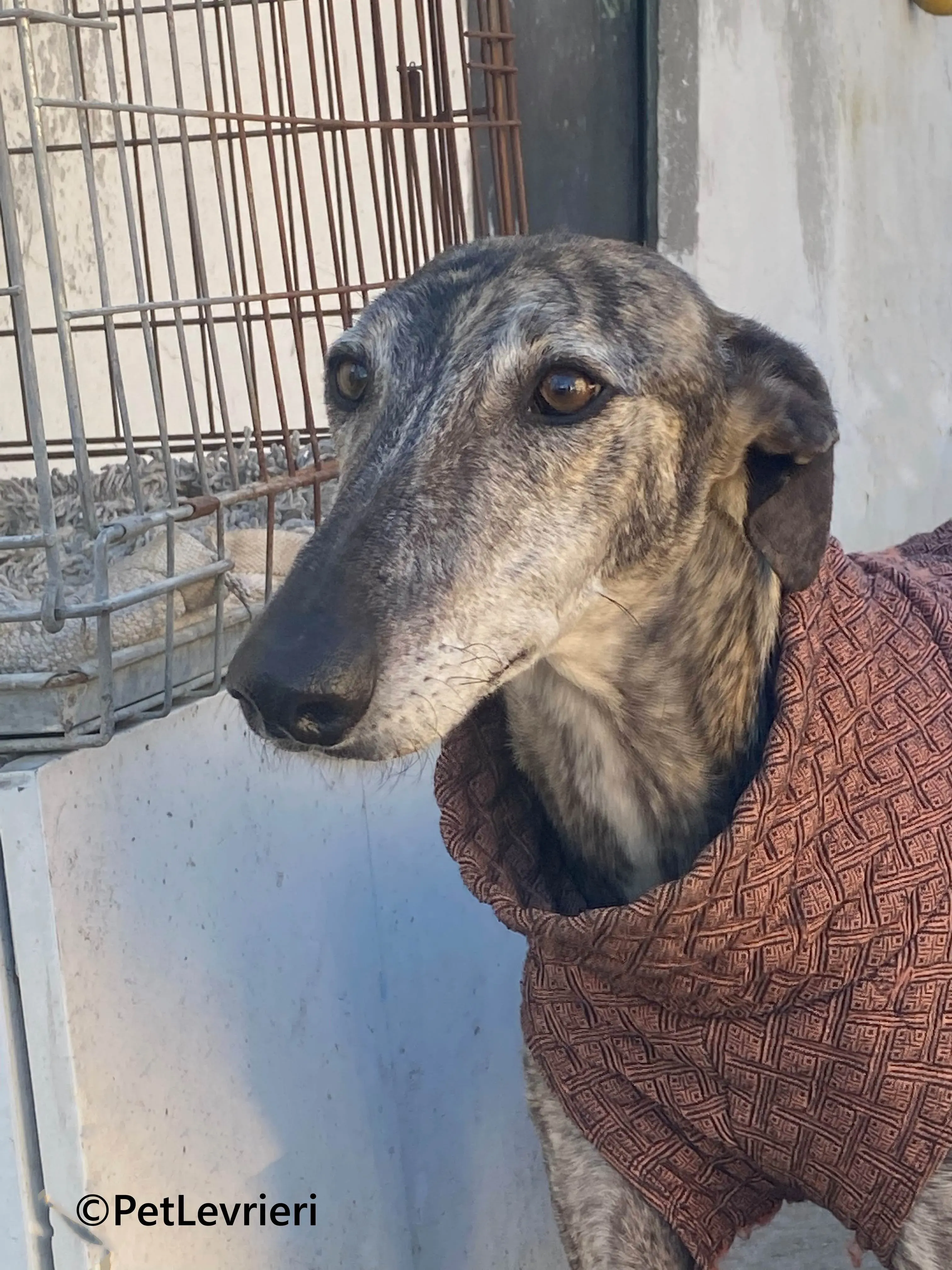 Atticus galgo adozione pet levrieri onlus 11