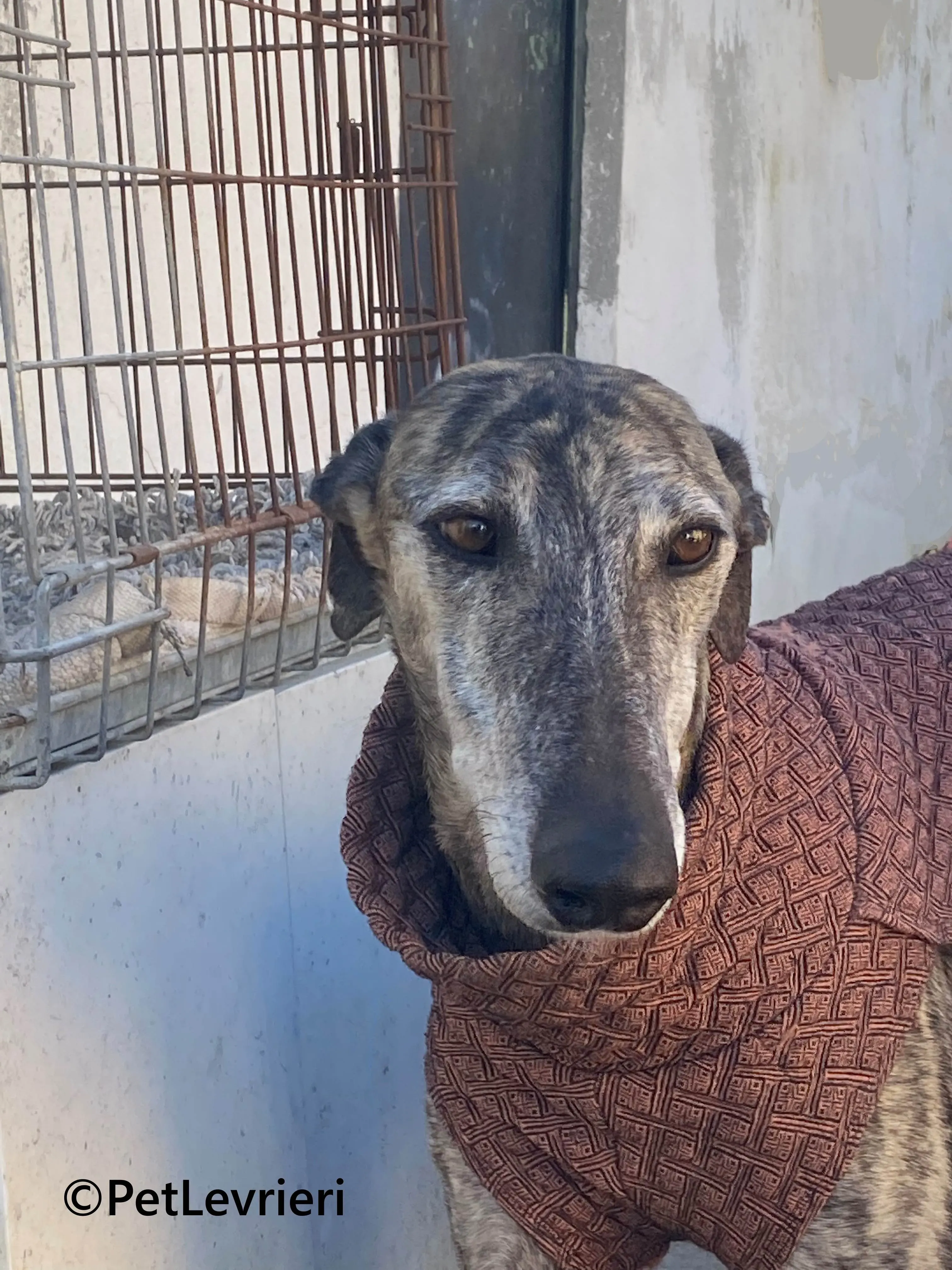 Atticus galgo adozione pet levrieri onlus 12