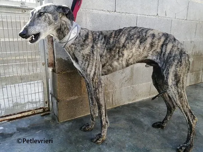 Atticus galgo adozione pet levrieri onlus 2