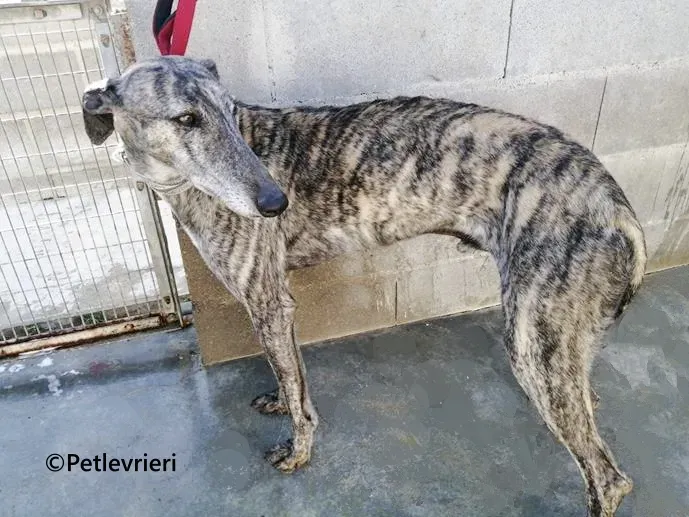 Atticus galgo adozione pet levrieri onlus 3