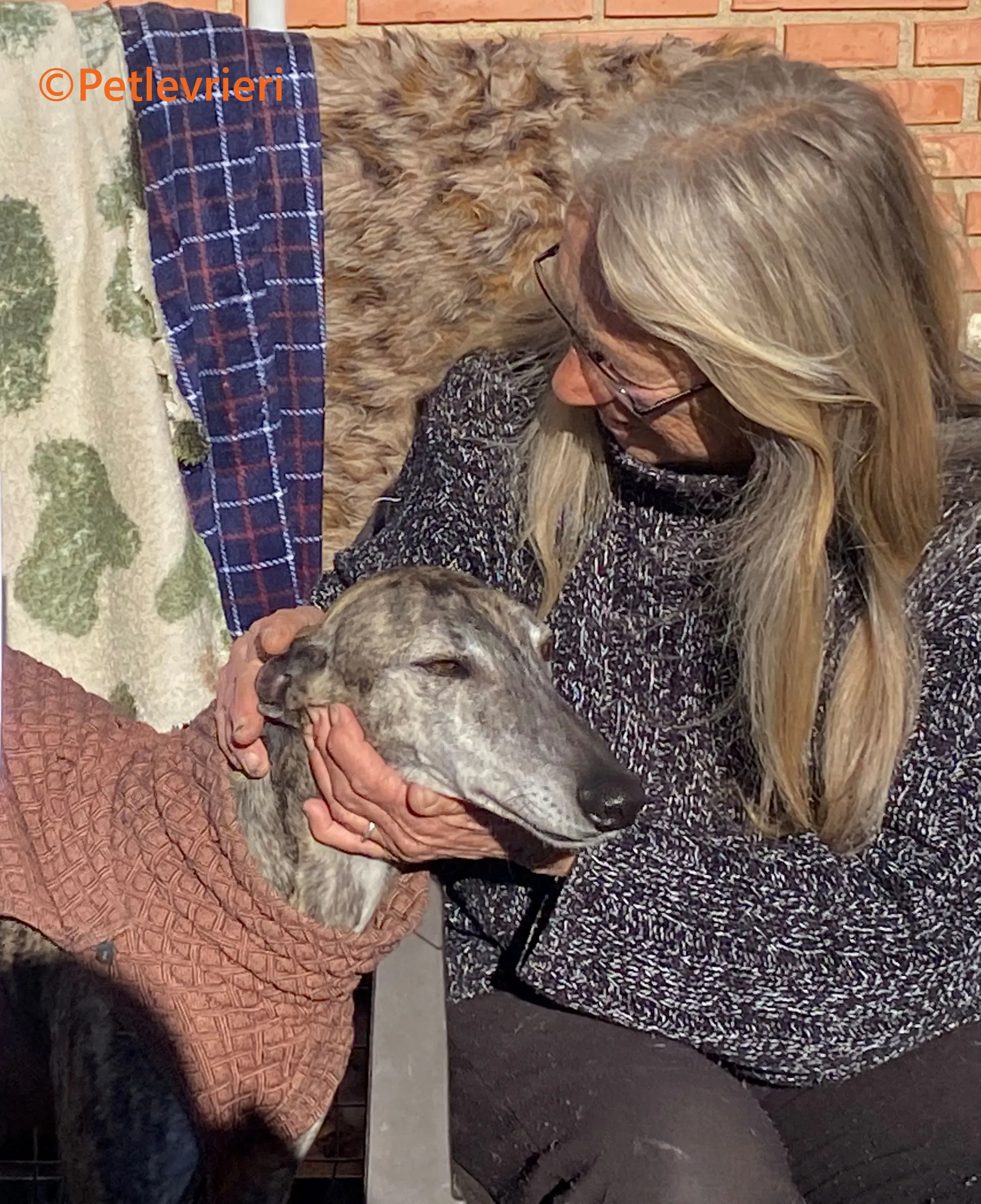 Atticus galgo adozione pet levrieri onlus 4