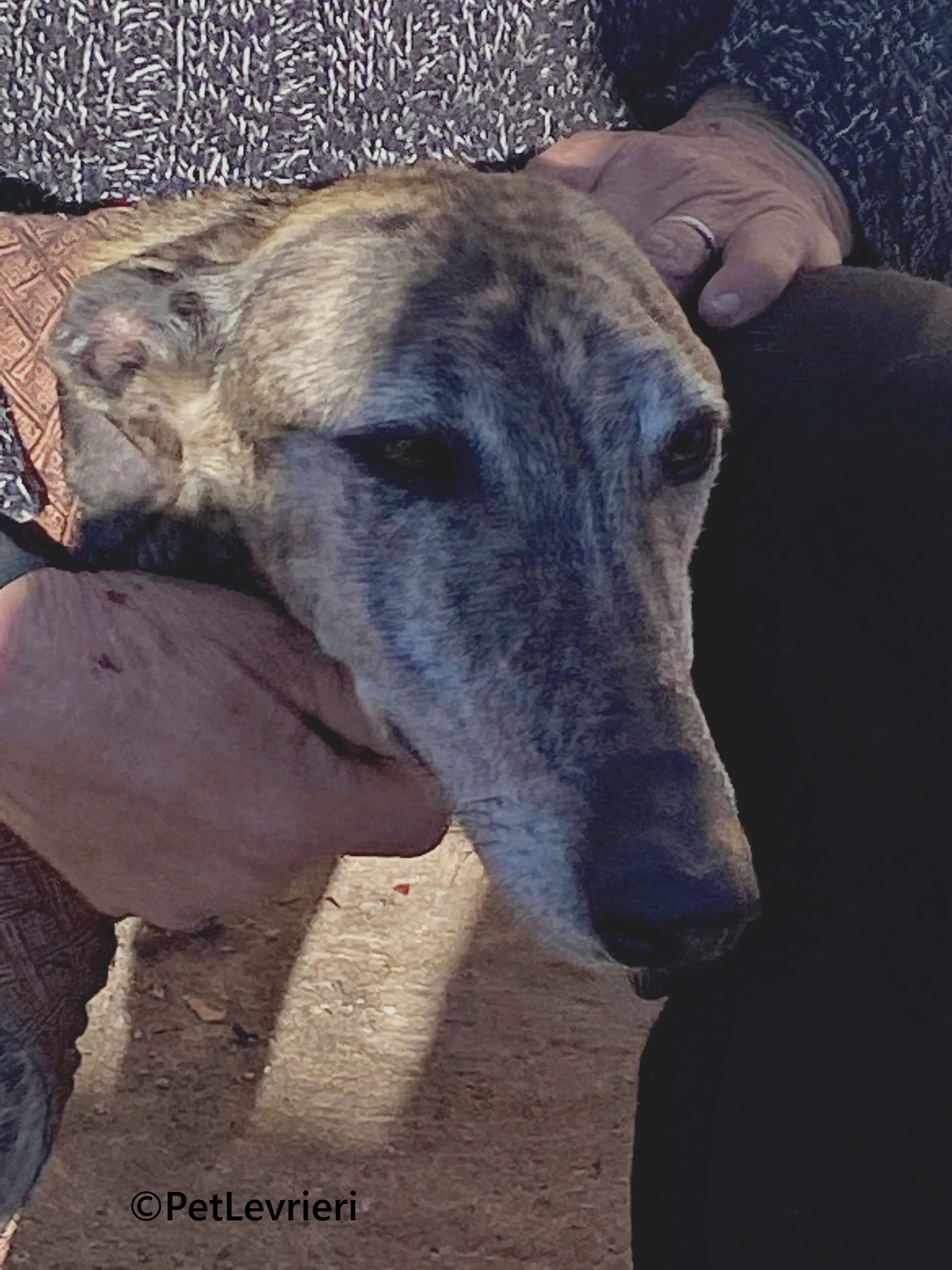 Atticus galgo adozione pet levrieri onlus 5