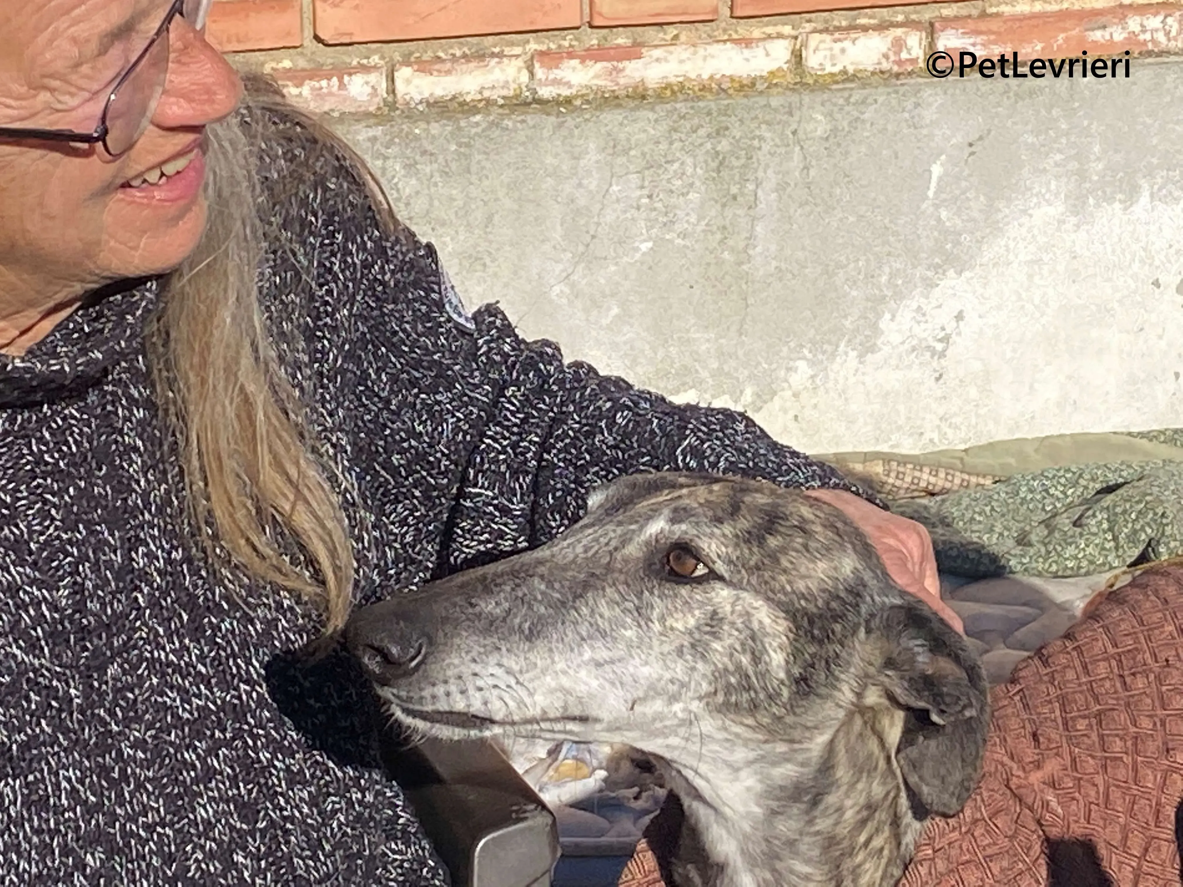 Atticus galgo adozione pet levrieri onlus 6