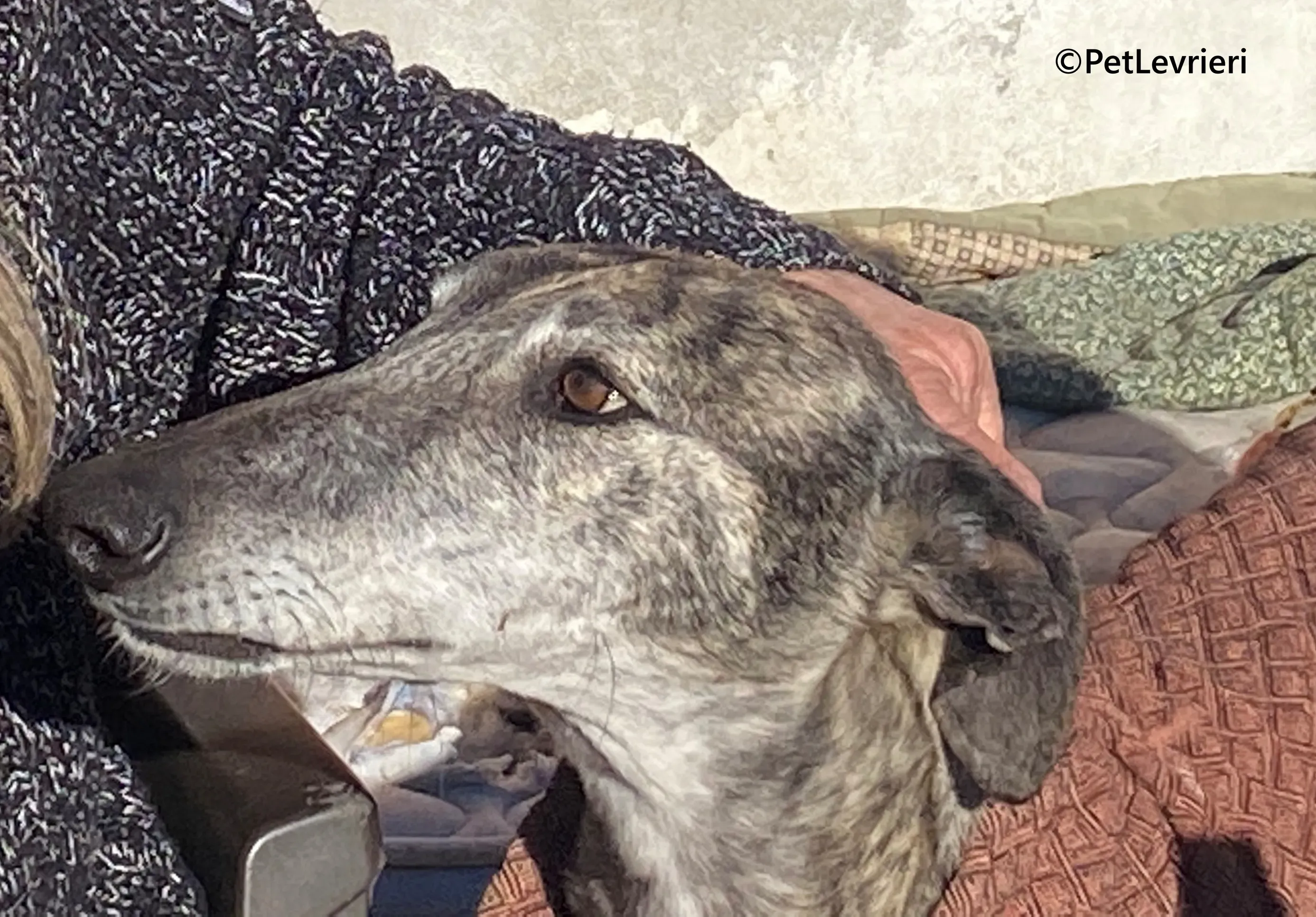 Atticus galgo adozione pet levrieri onlus 7