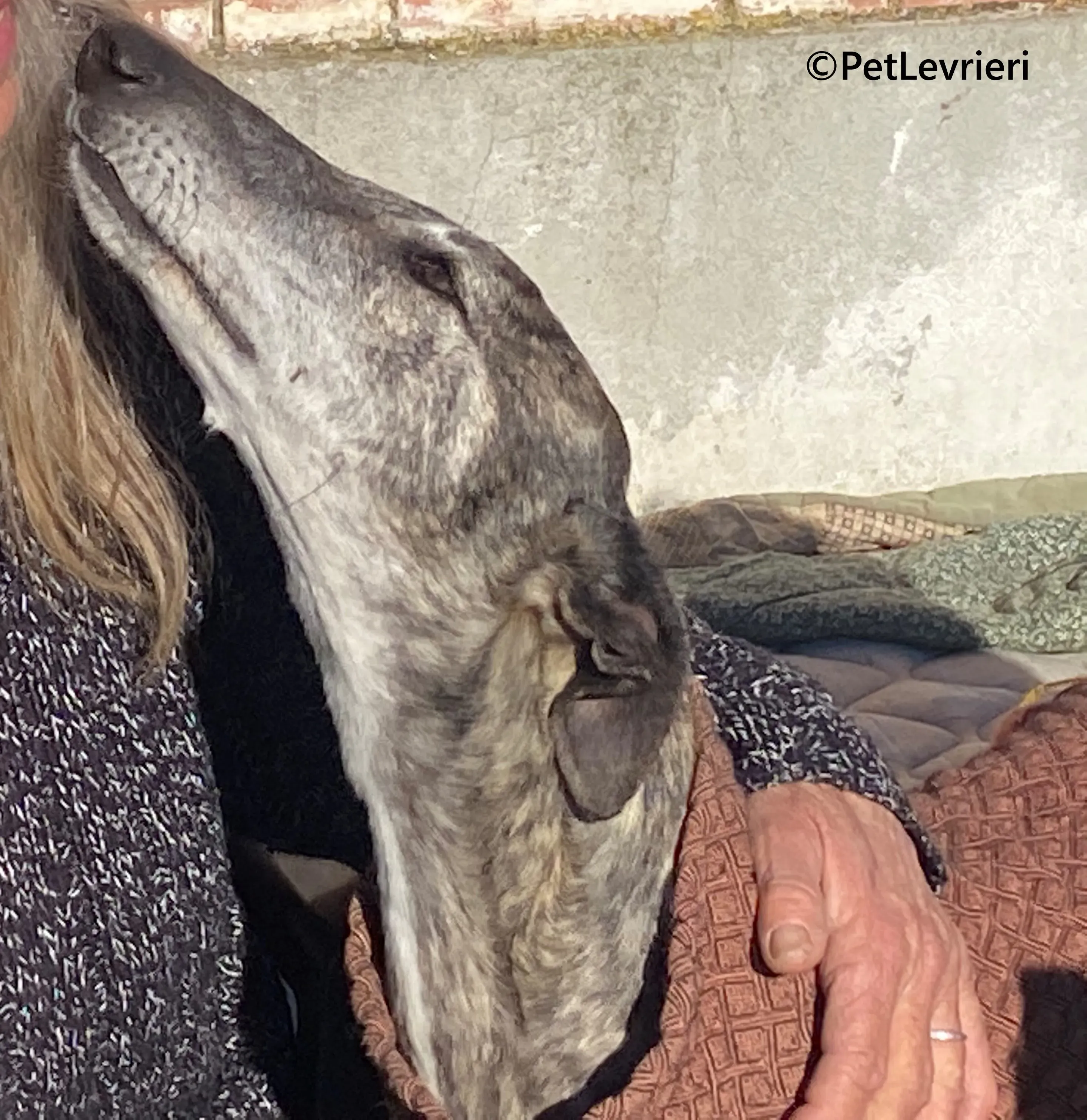 Atticus galgo adozione pet levrieri onlus 8