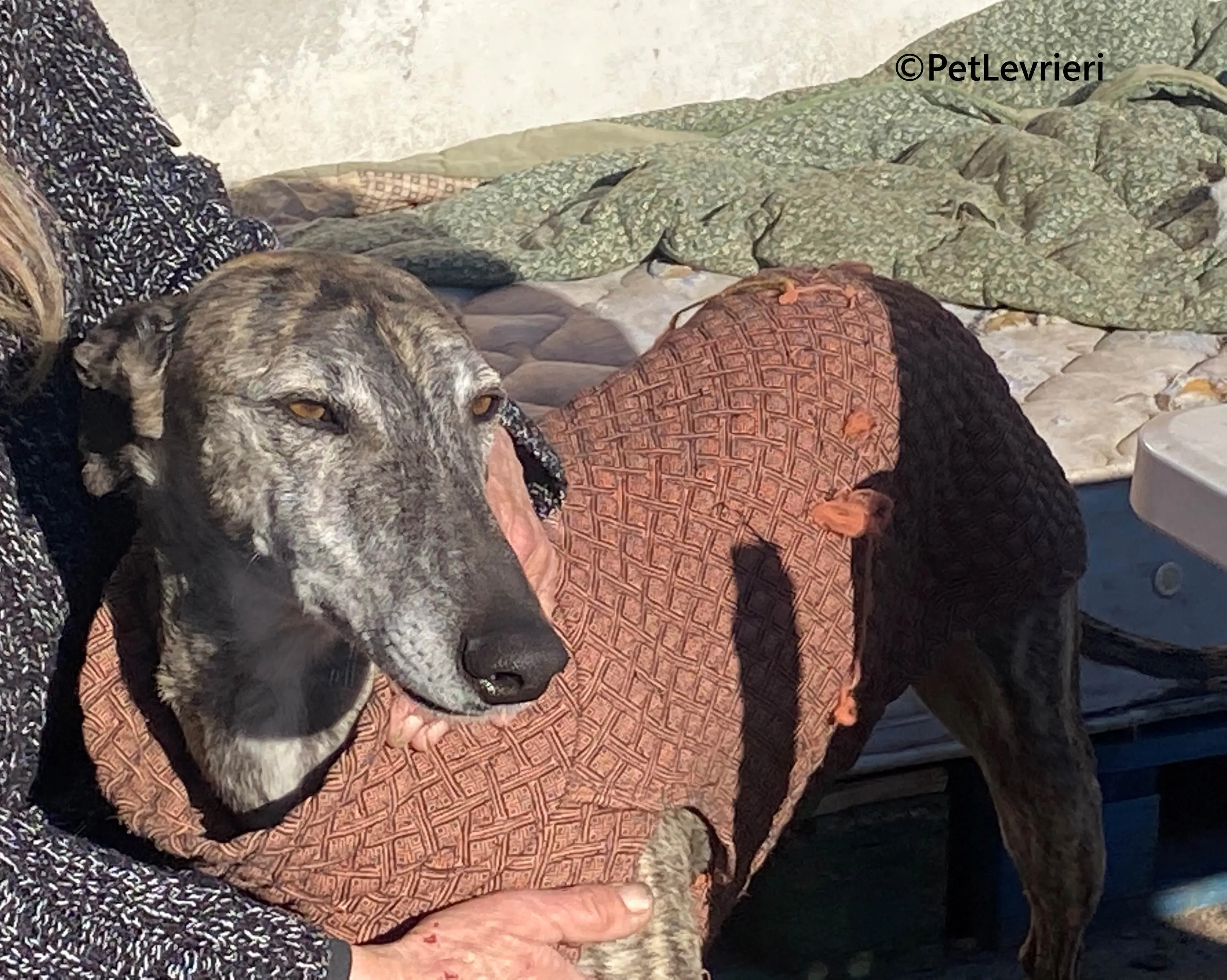 Atticus galgo adozione pet levrieri onlus 9