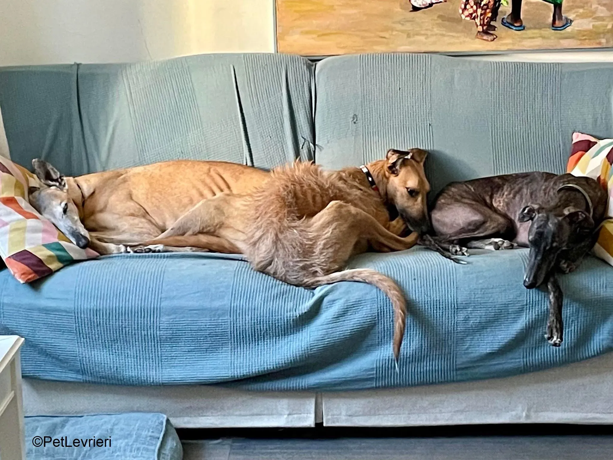 Audrey adozione levrieri galgo 01