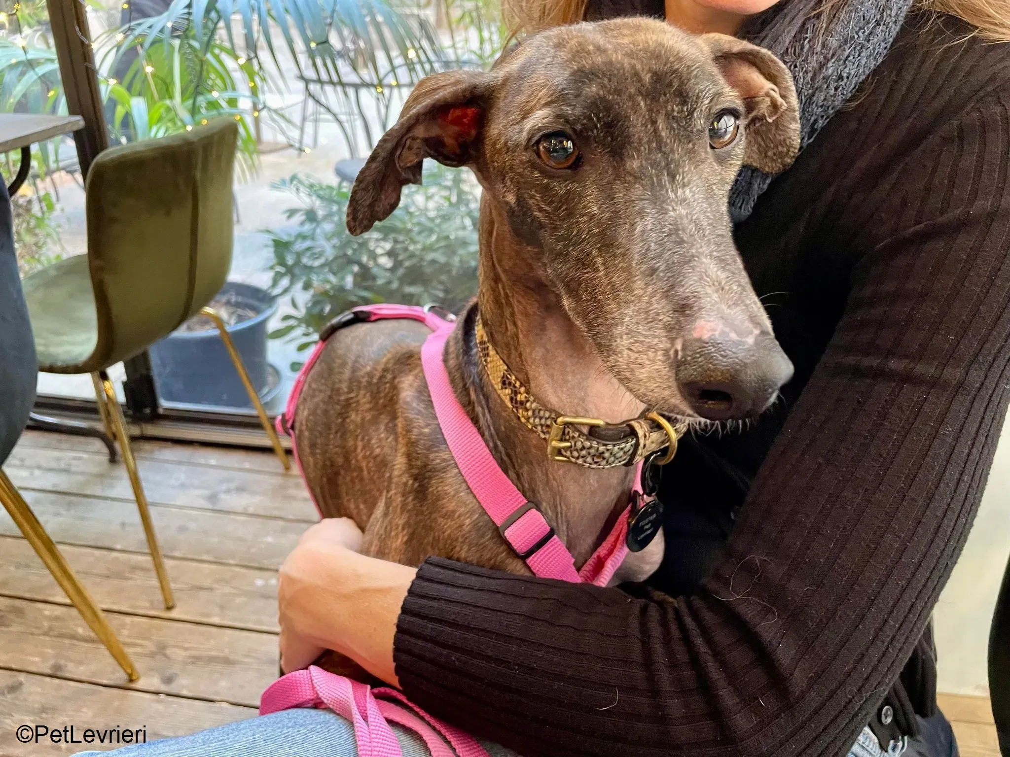 Audrey adozione levrieri galgo 02