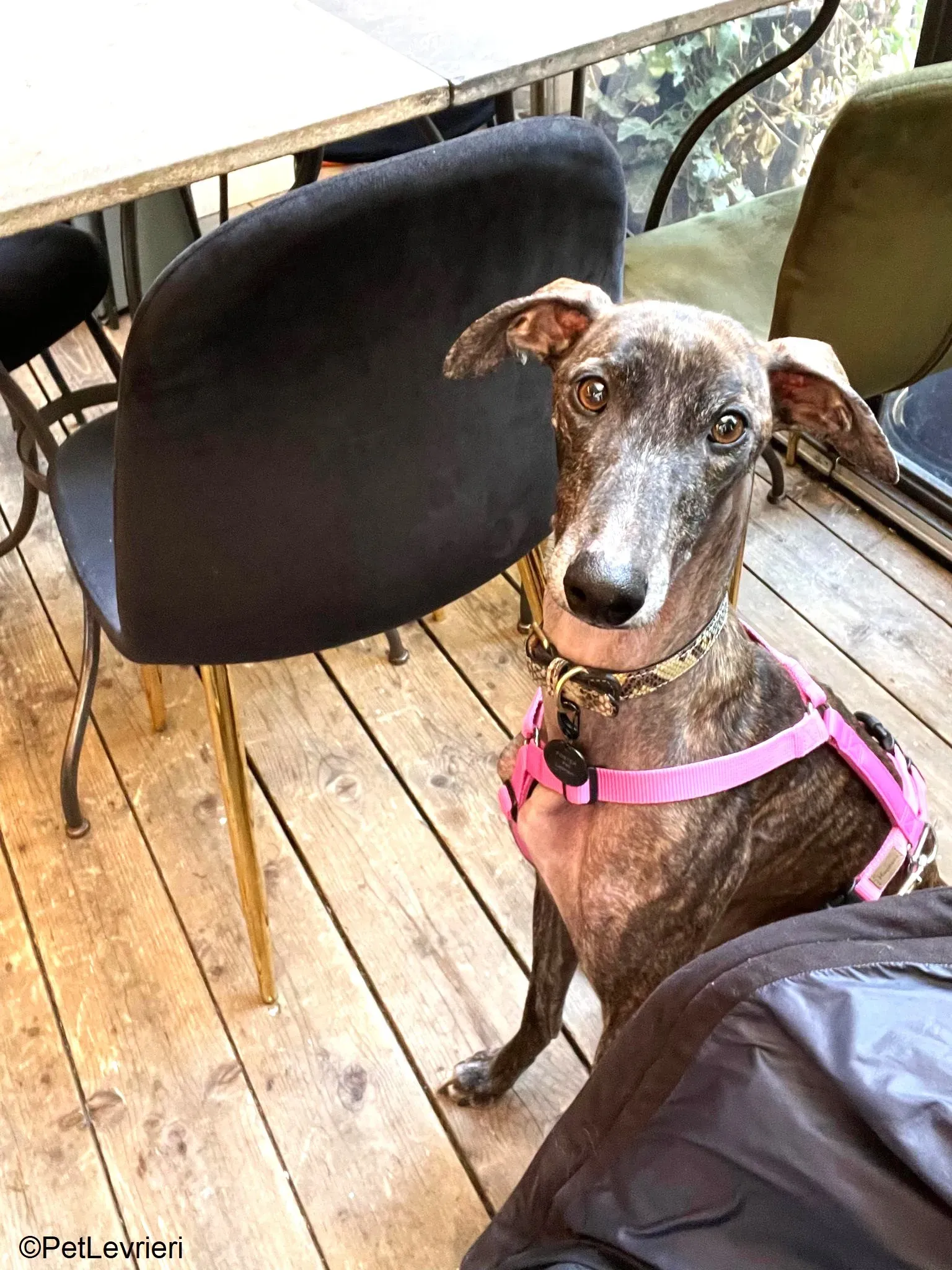 Audrey adozione levrieri galgo 03