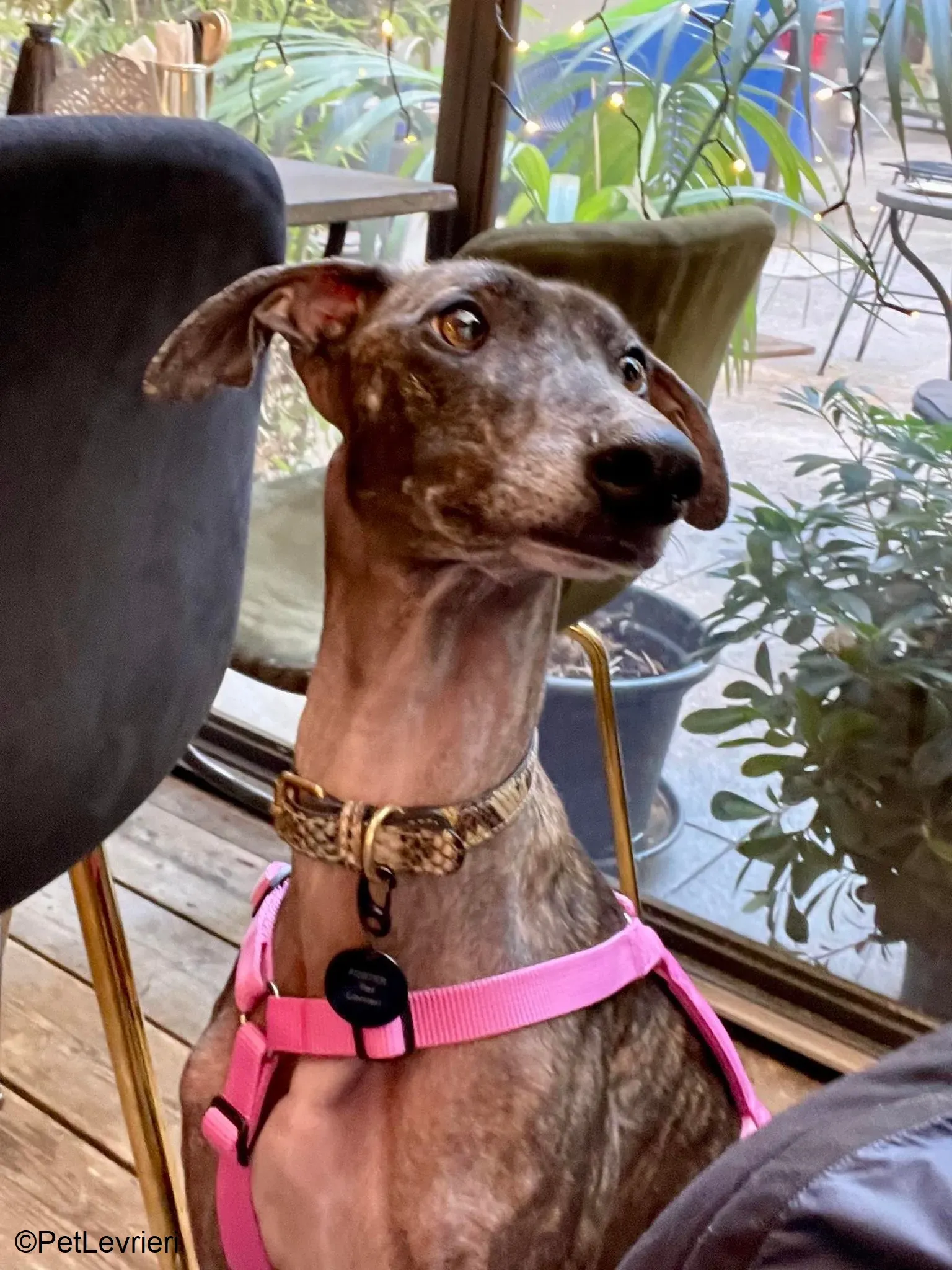 Audrey adozione levrieri galgo 04