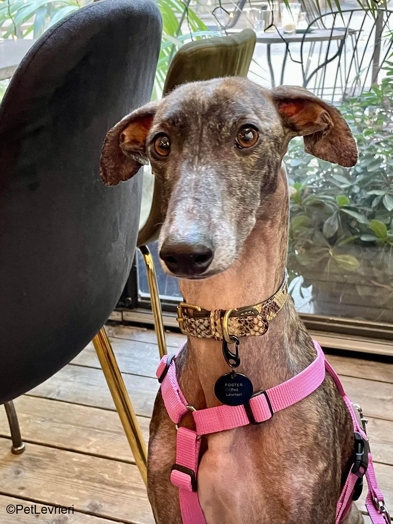 Audrey adozione levrieri galgo 05