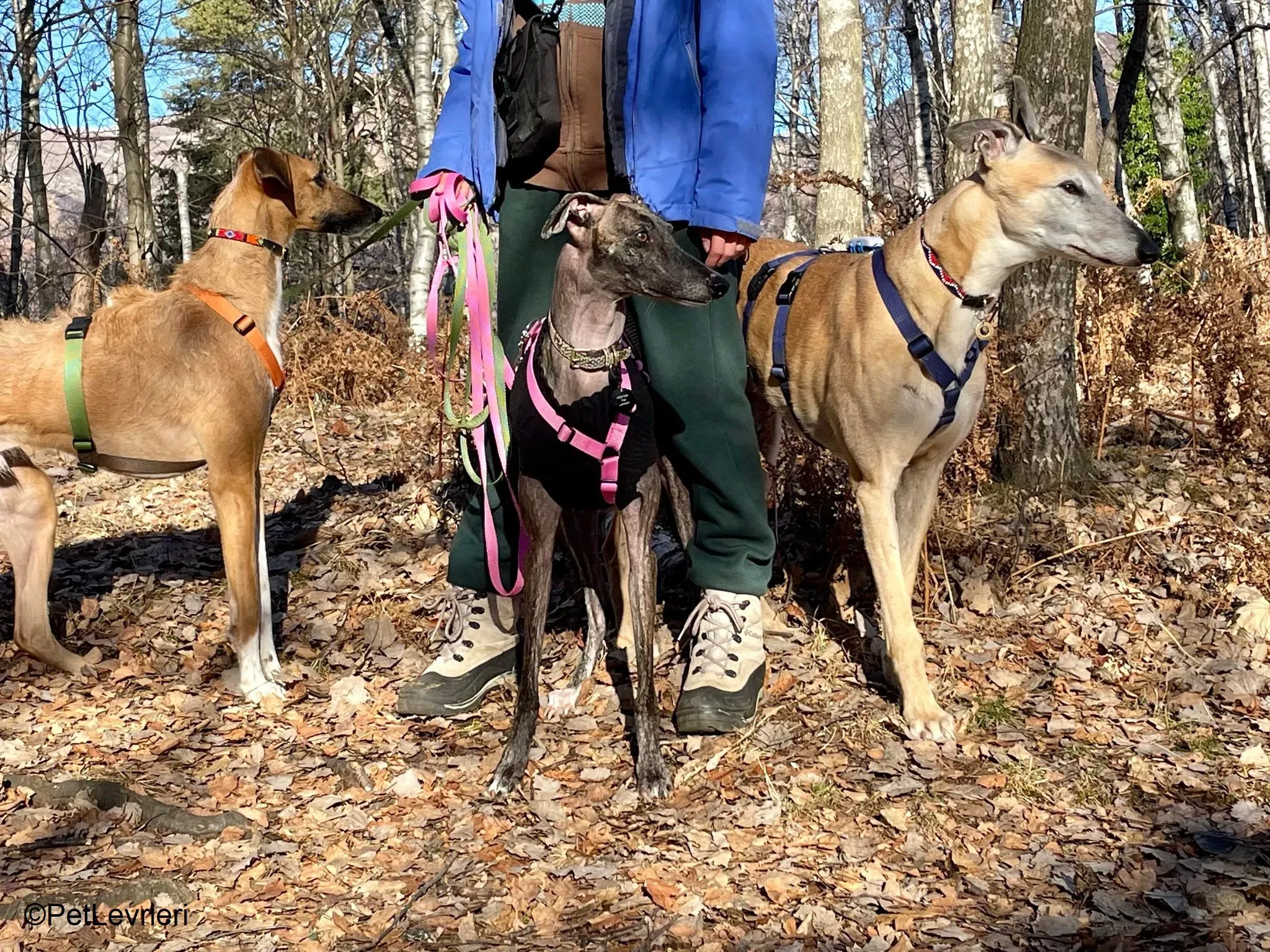 Audrey adozione levrieri galgo 06