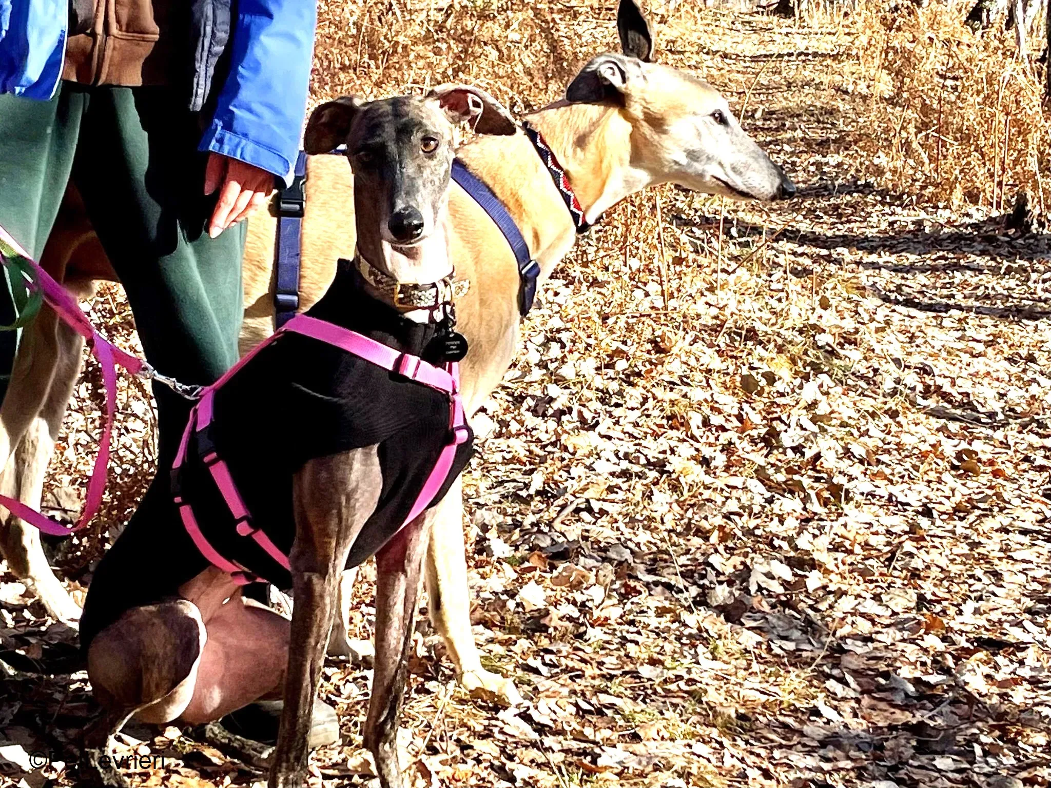 Audrey adozione levrieri galgo 07