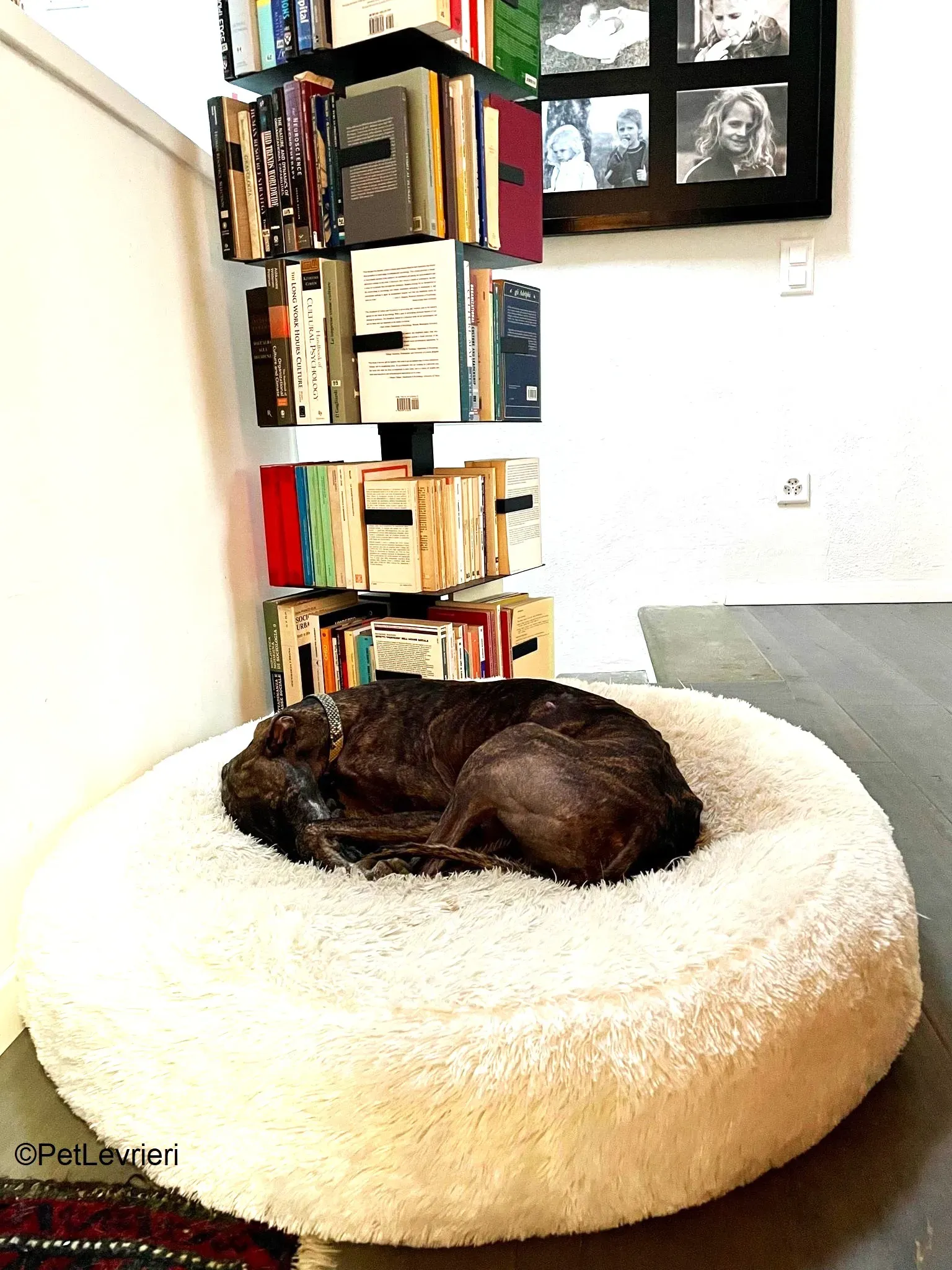 Audrey adozione levrieri galgo 08