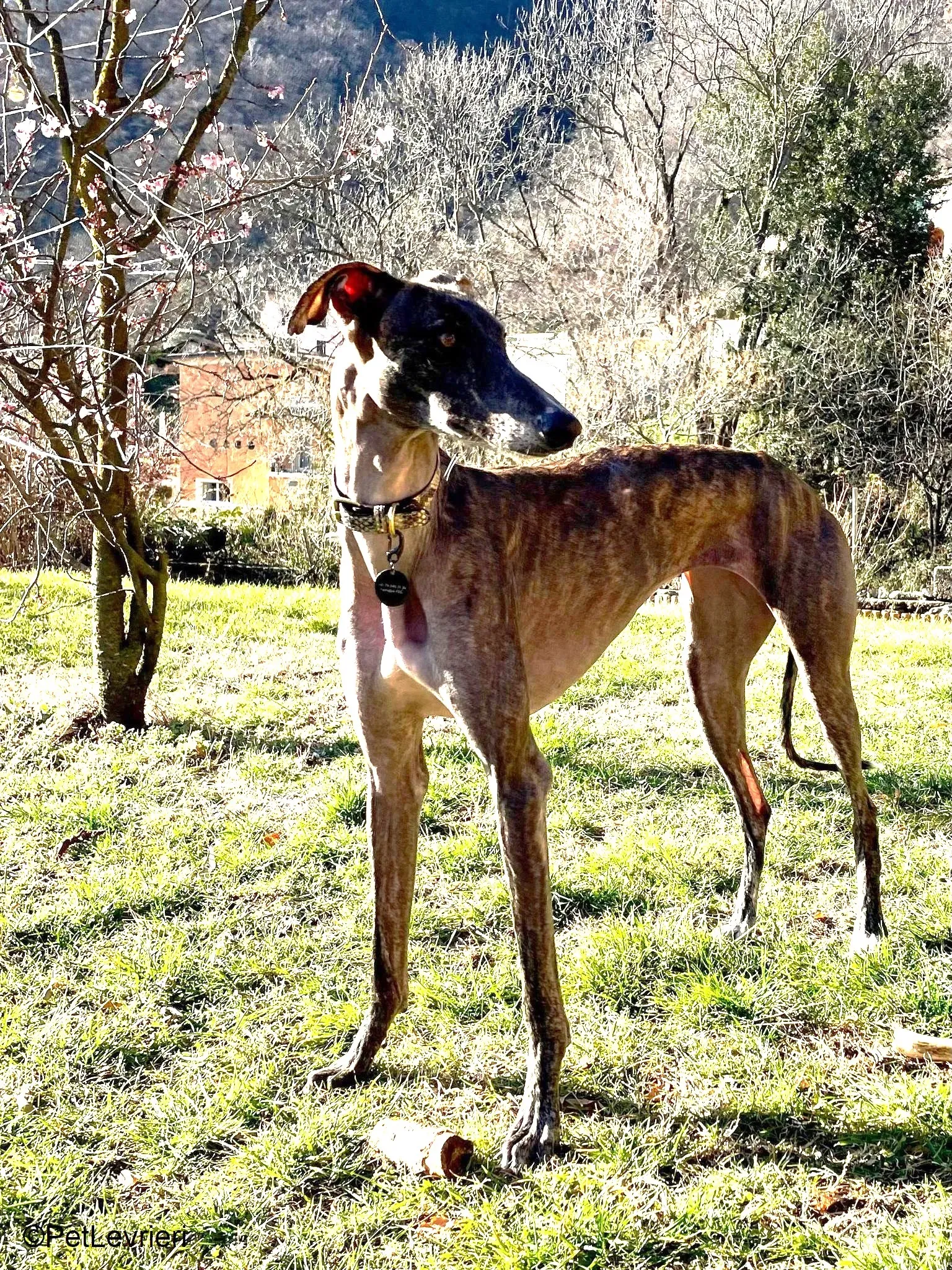 Audrey adozione levrieri galgo 09