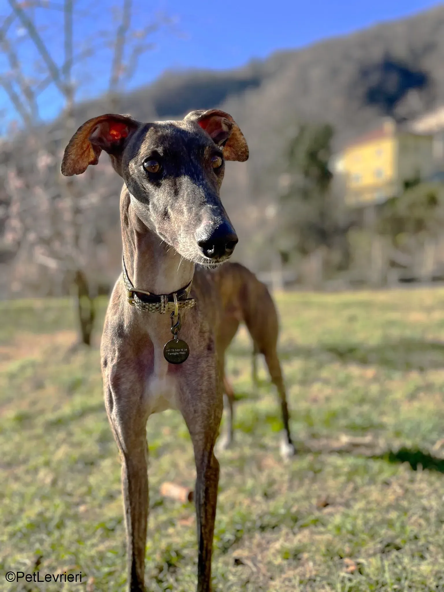 Audrey adozione levrieri galgo 10