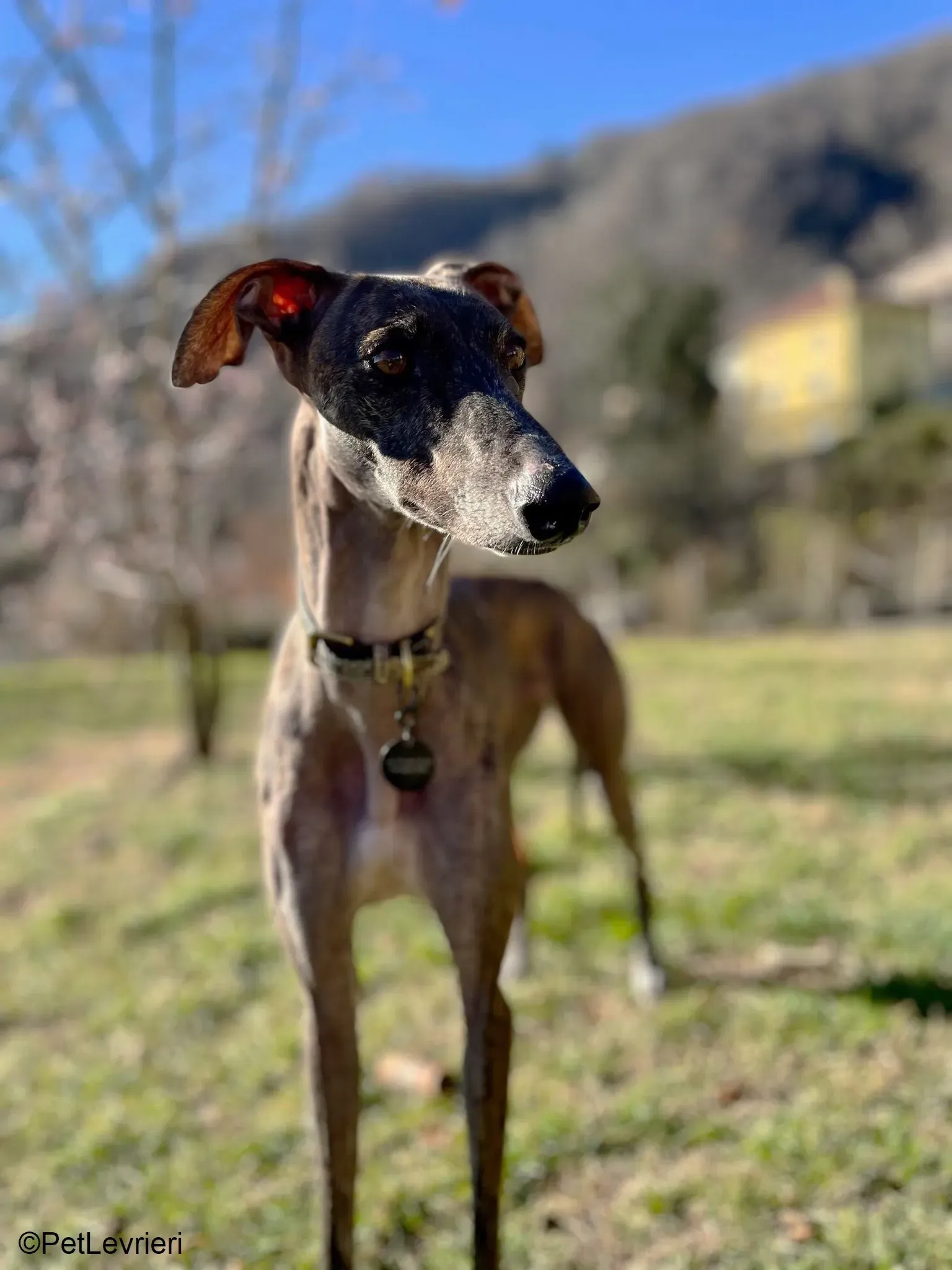 Audrey adozione levrieri galgo 11