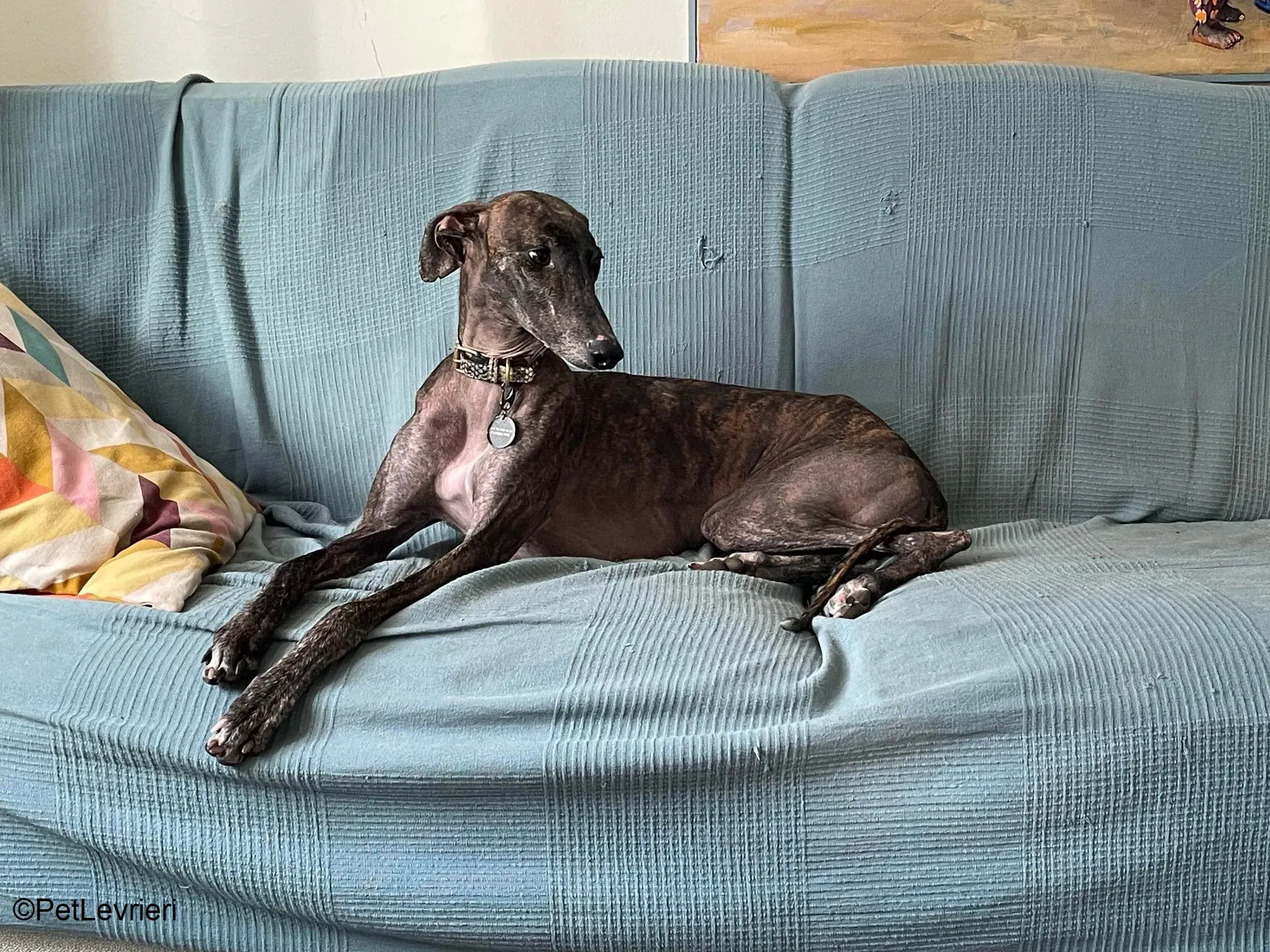 Audrey adozione levrieri galgo 12