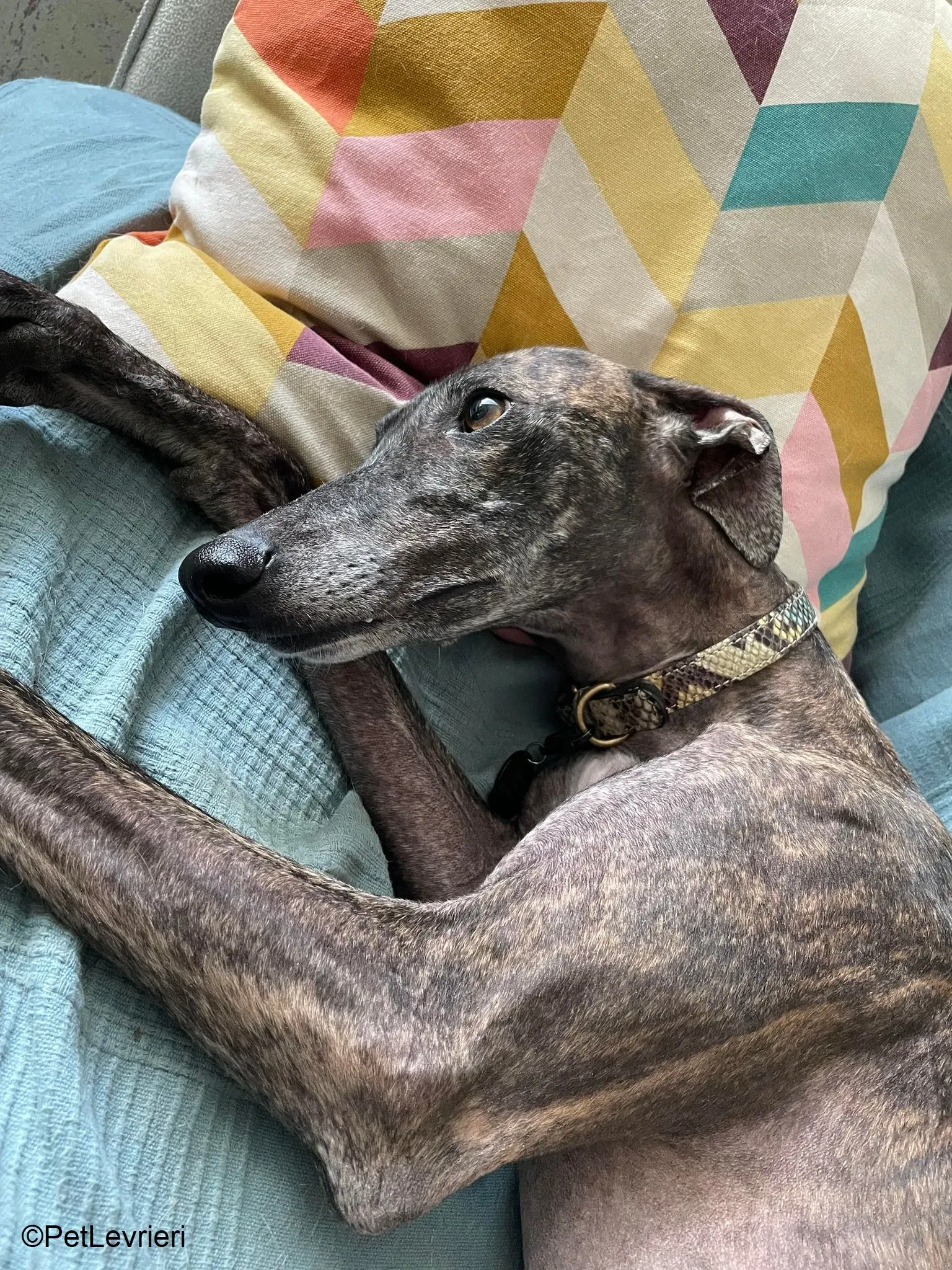 Audrey adozione levrieri galgo 13