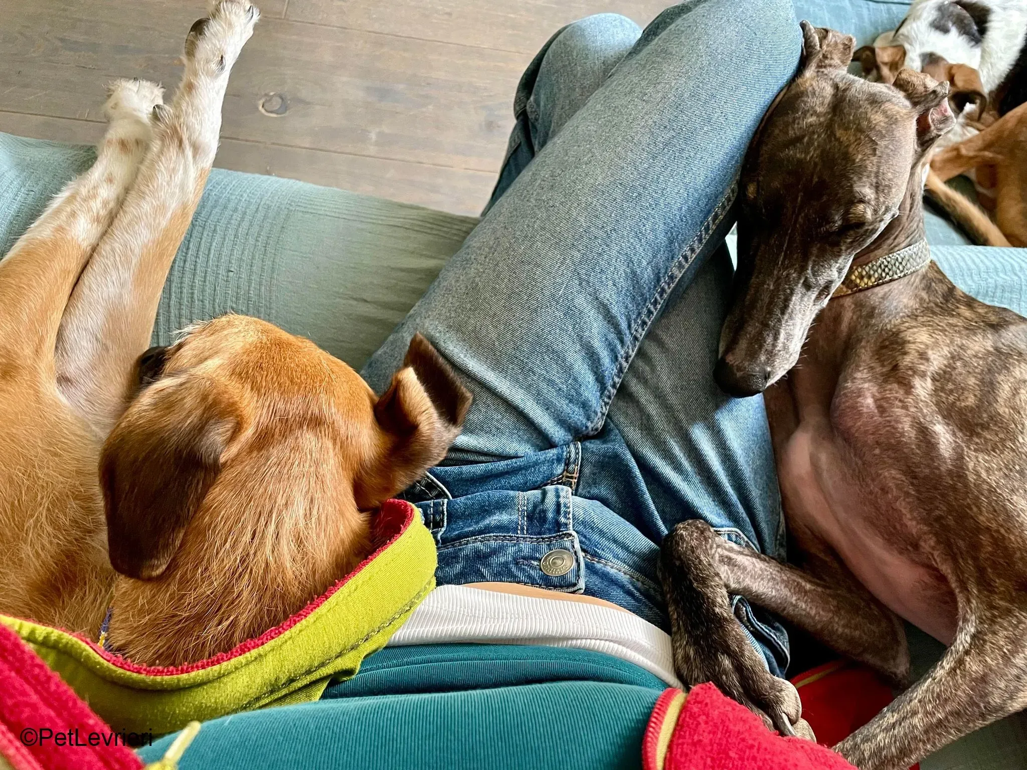 Audrey adozione levrieri galgo 14