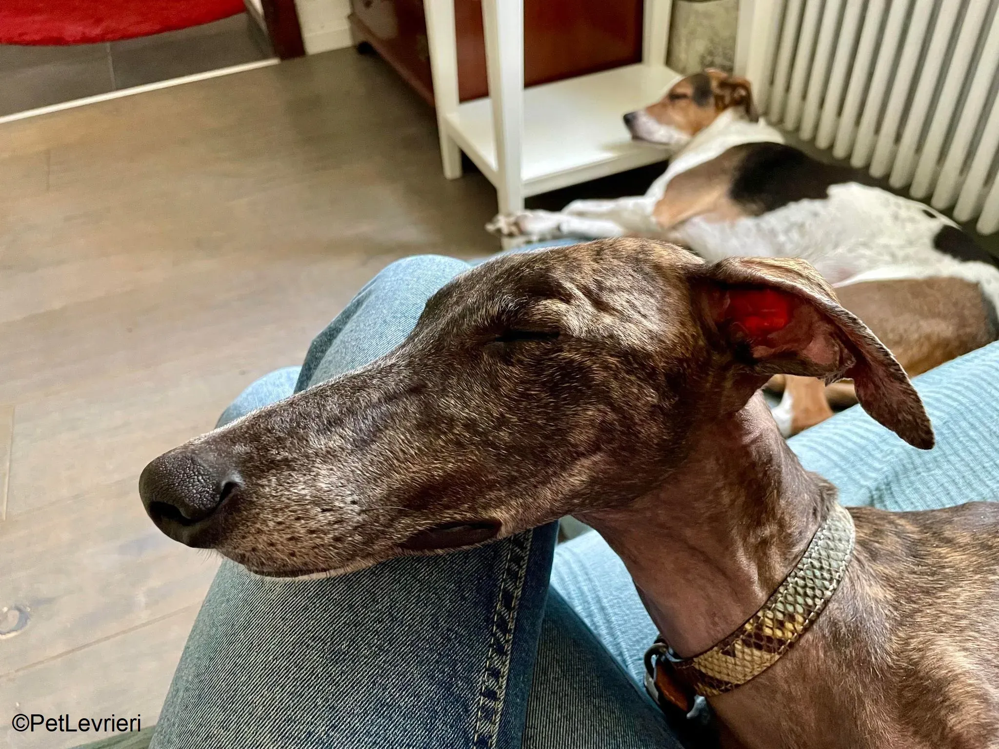 Audrey adozione levrieri galgo 15
