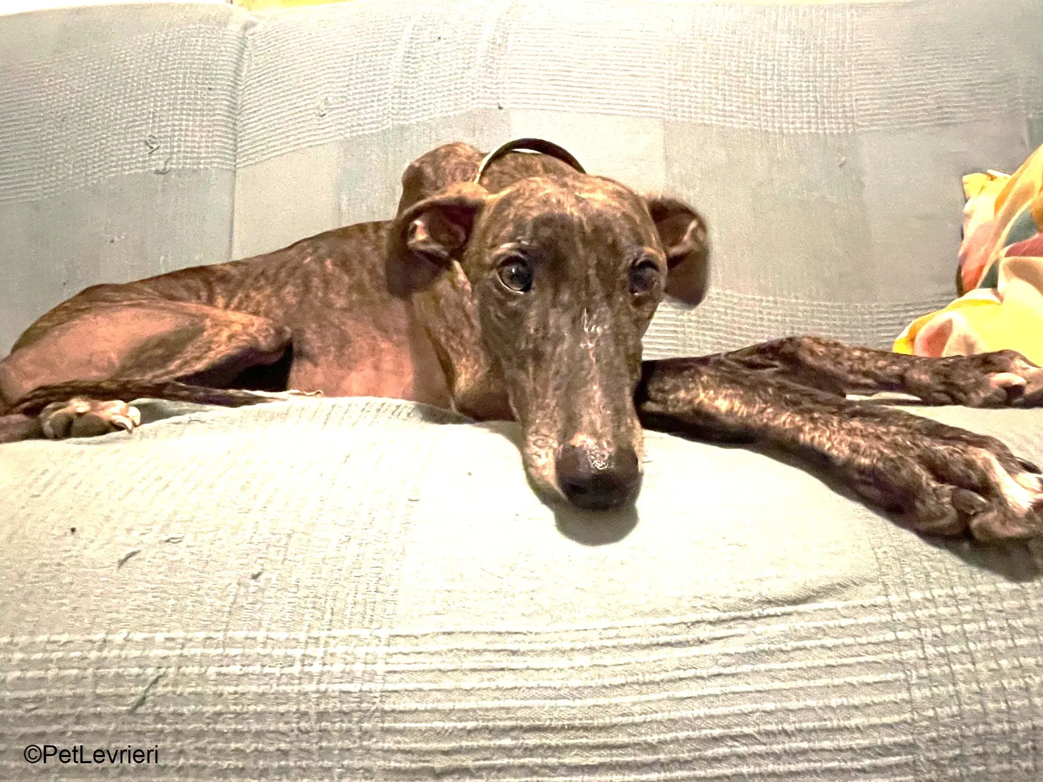 Audrey adozione levrieri galgo 16