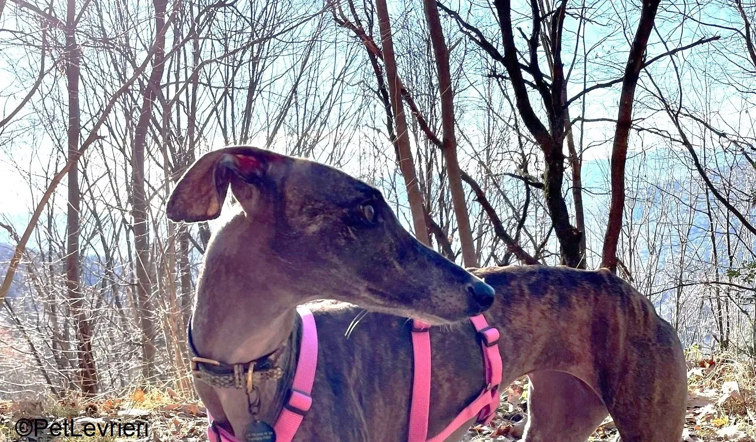 Audrey adozione levrieri galgo 17