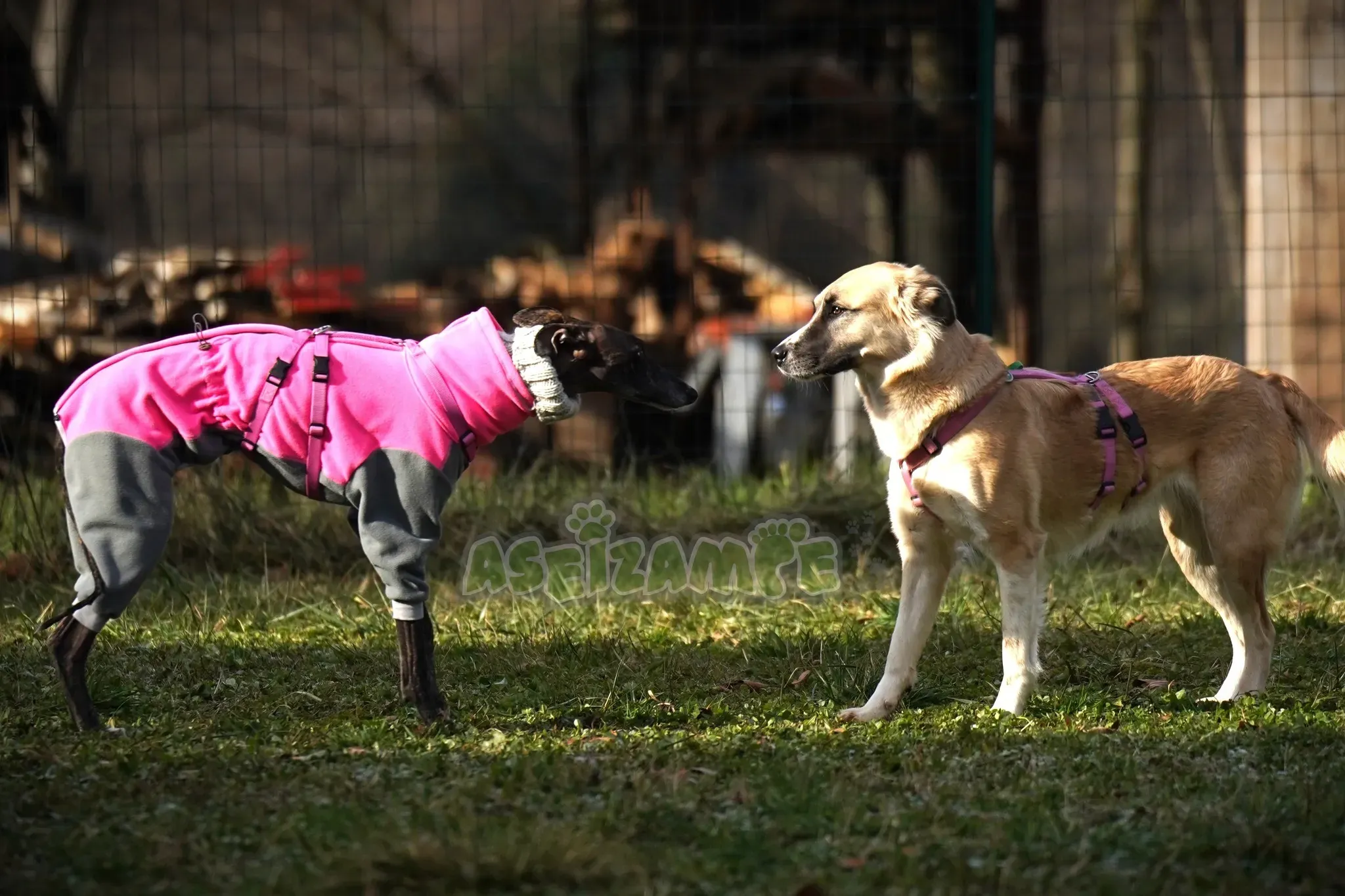 Audrey adozione levrieri galgo 20