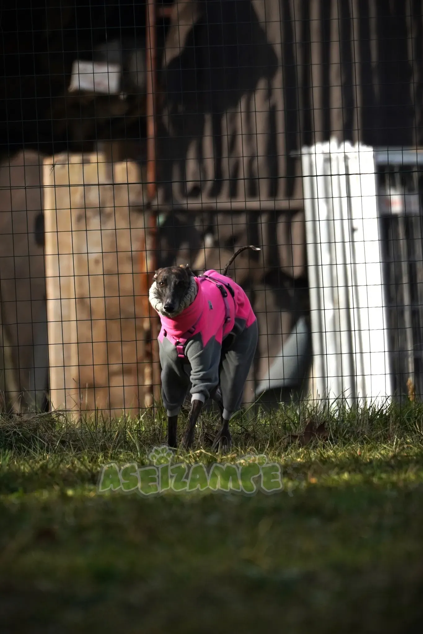 Audrey adozione levrieri galgo 21