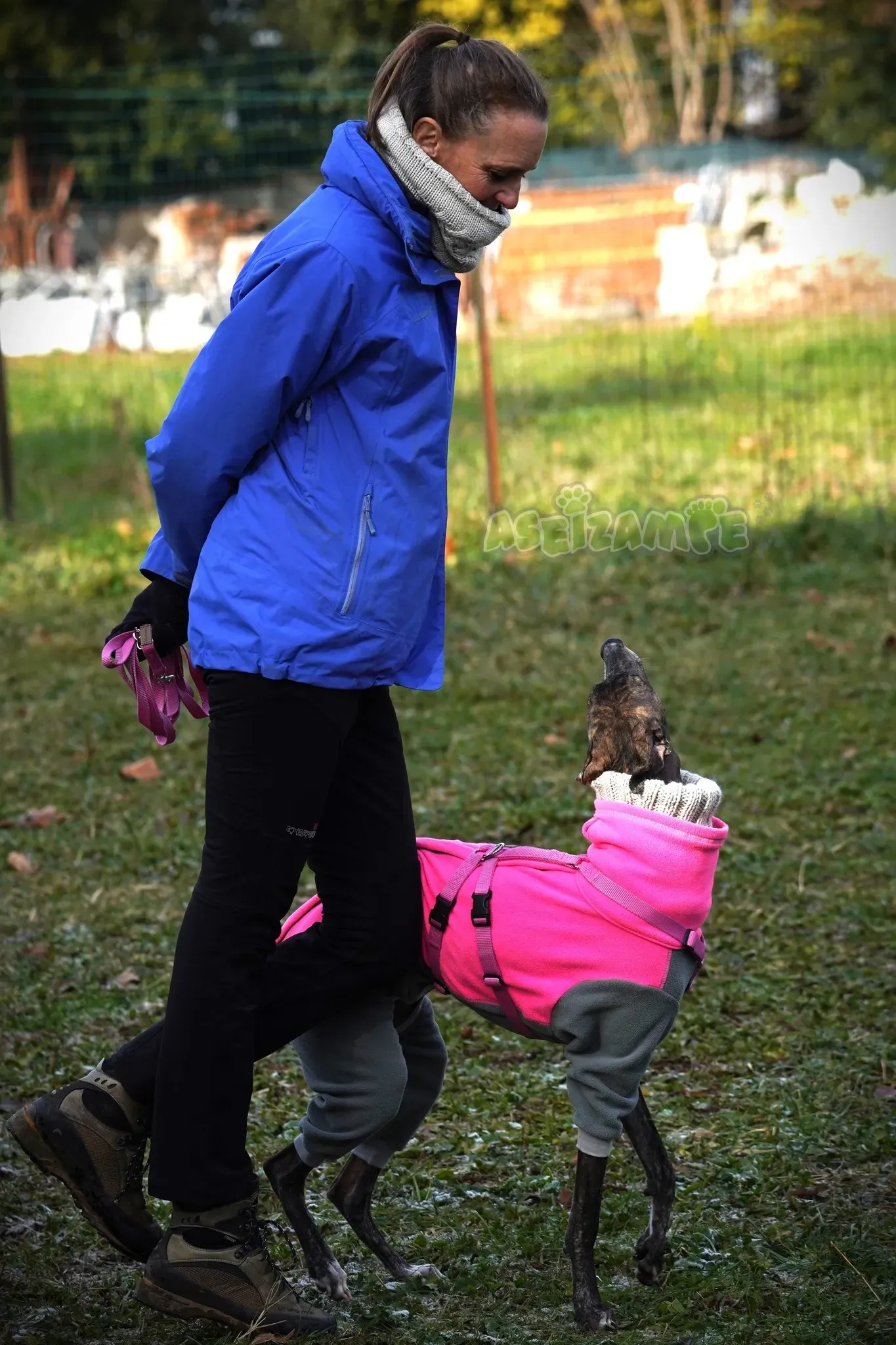 Audrey adozione levrieri galgo 22