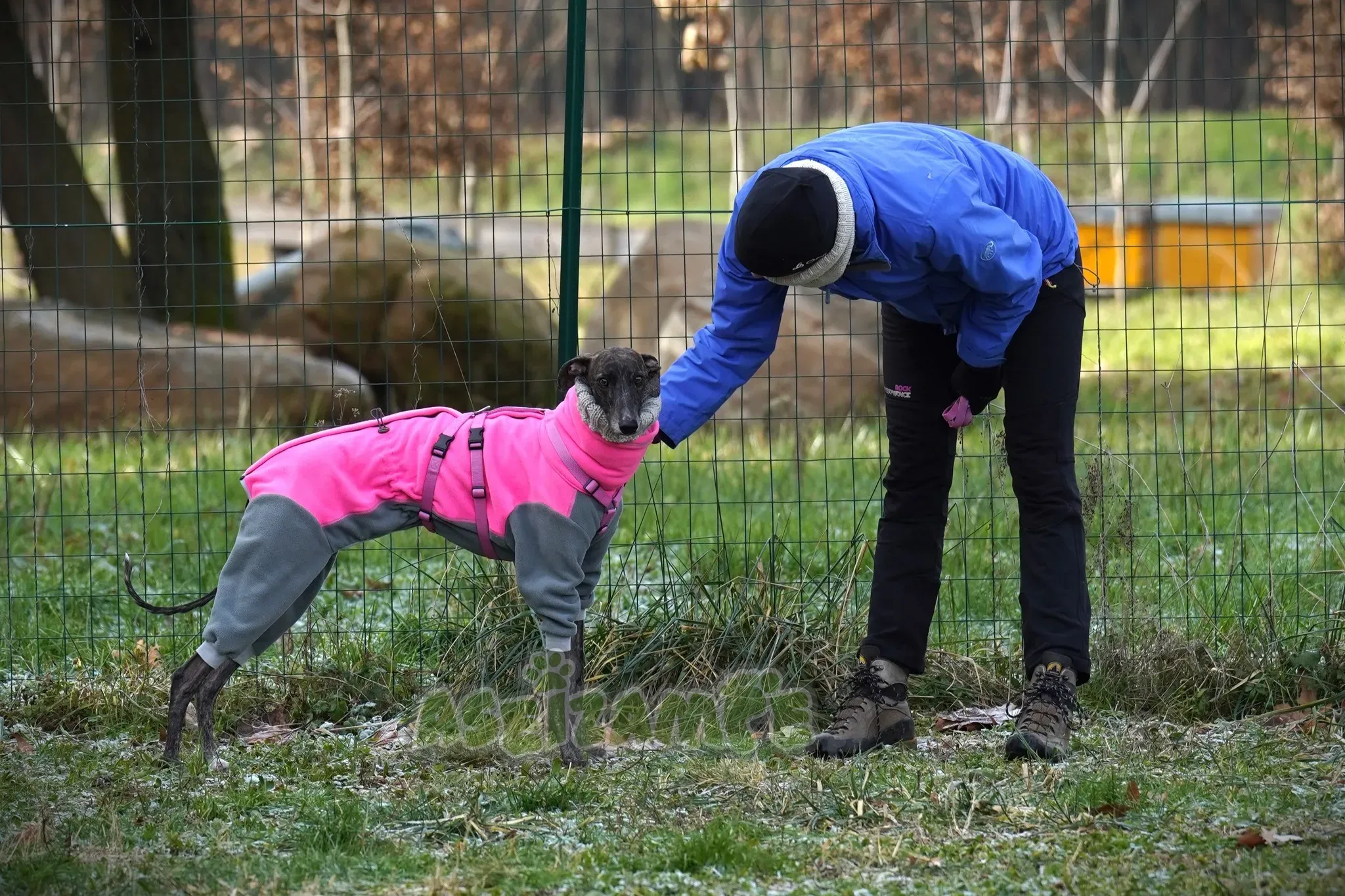 Audrey adozione levrieri galgo 23