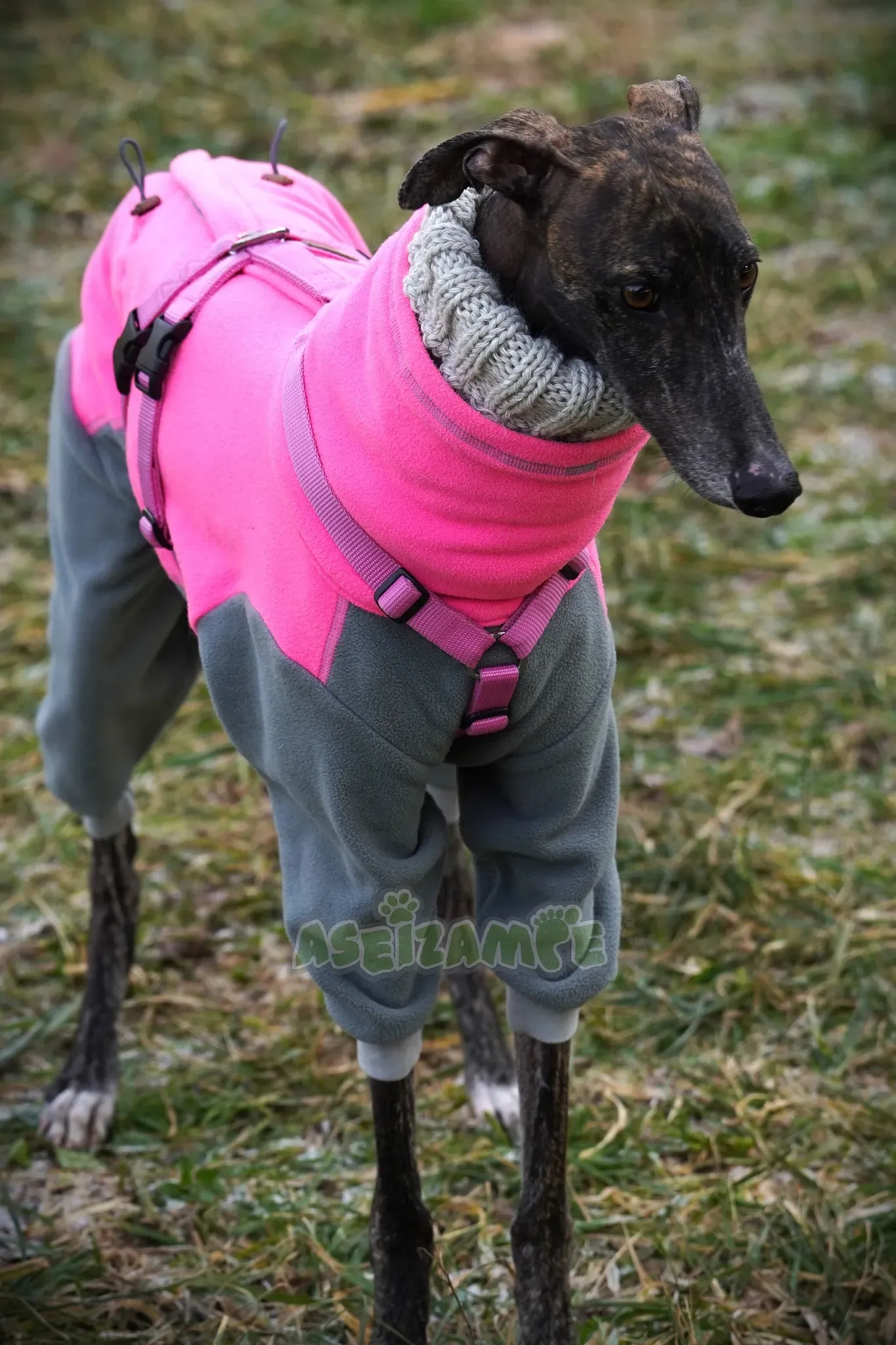 Audrey adozione levrieri galgo 24