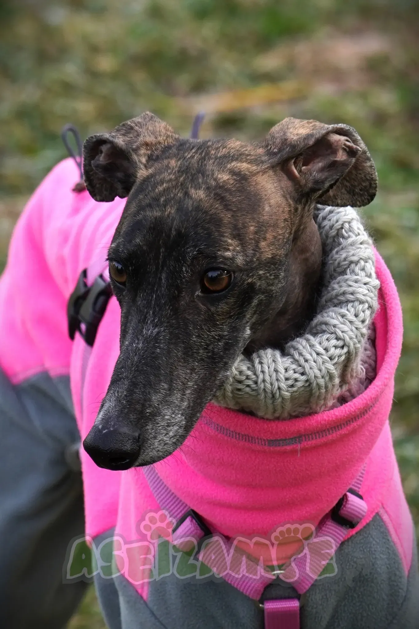 Audrey adozione levrieri galgo 25