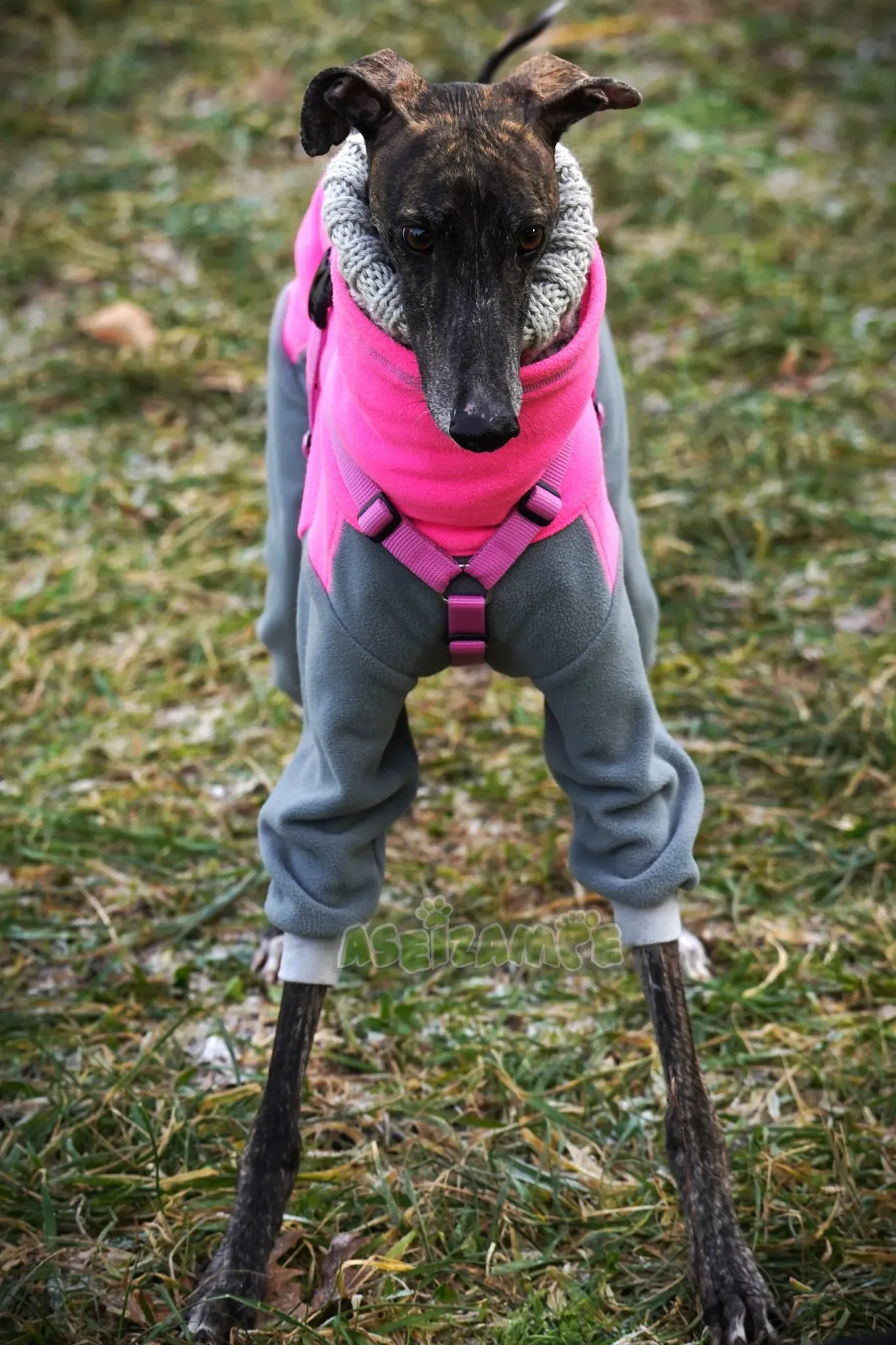 Audrey adozione levrieri galgo 26