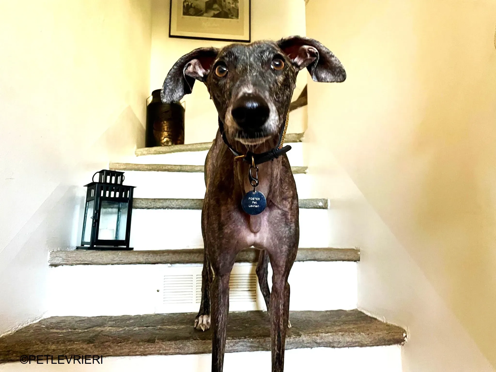 Audrey adozione levrieri galgo 27