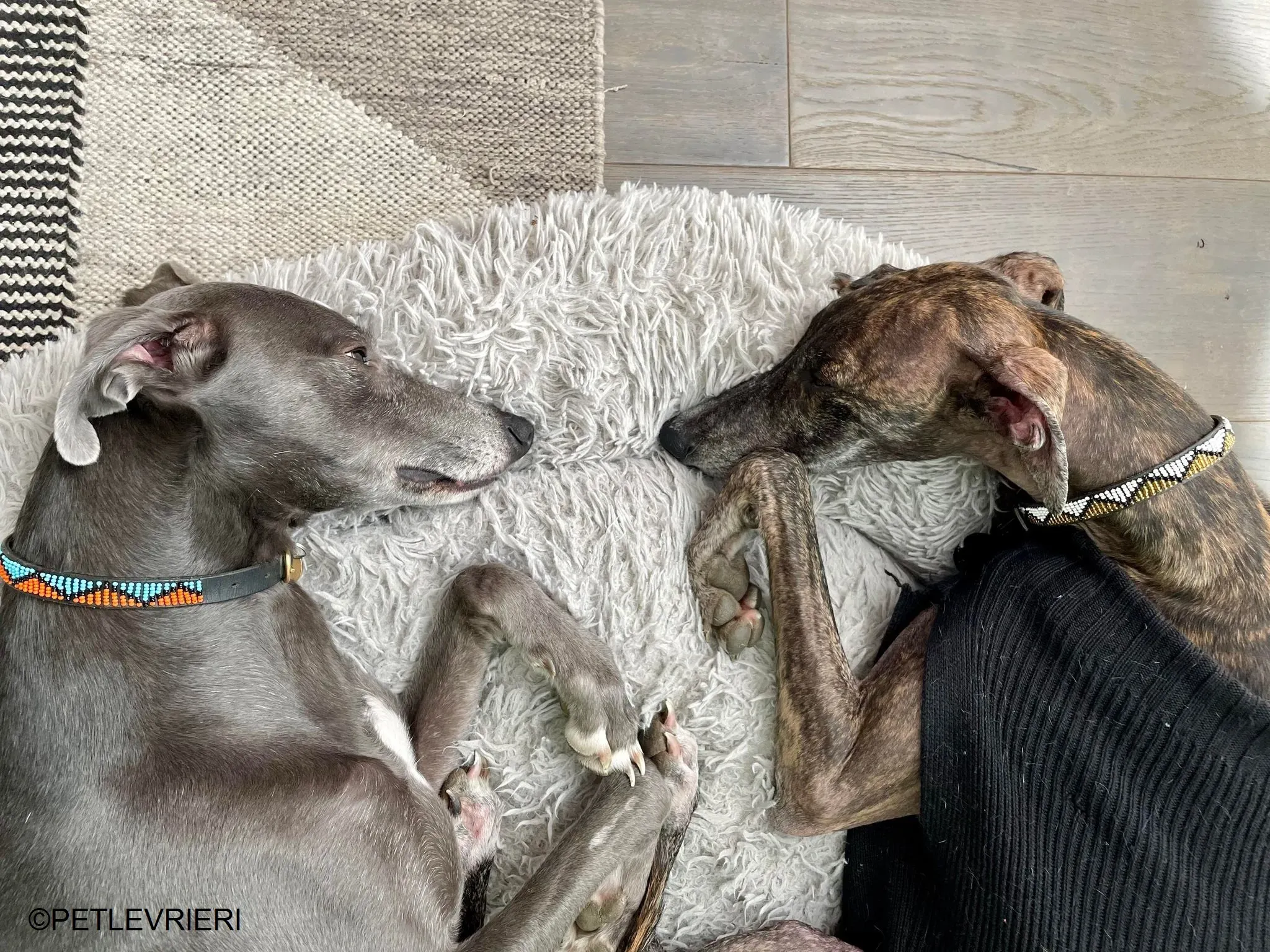 Audrey adozione levrieri galgo 28